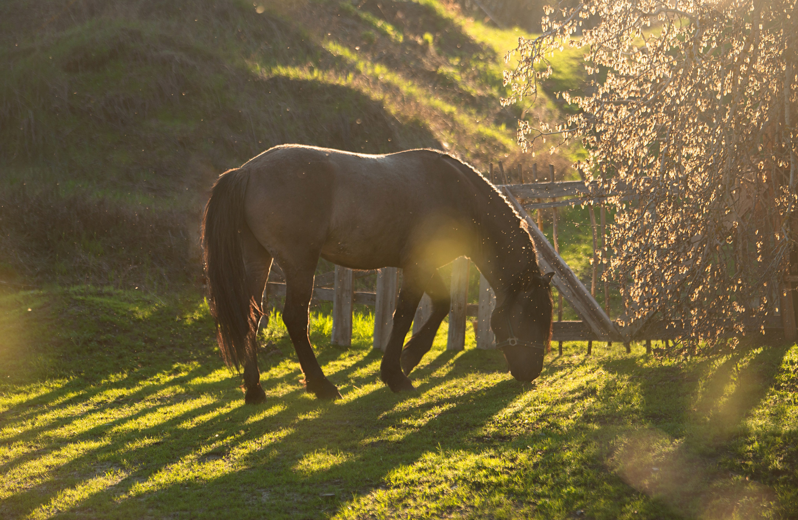 Вятка Исток. Конный фотограф в Саратове Юлия Иванова