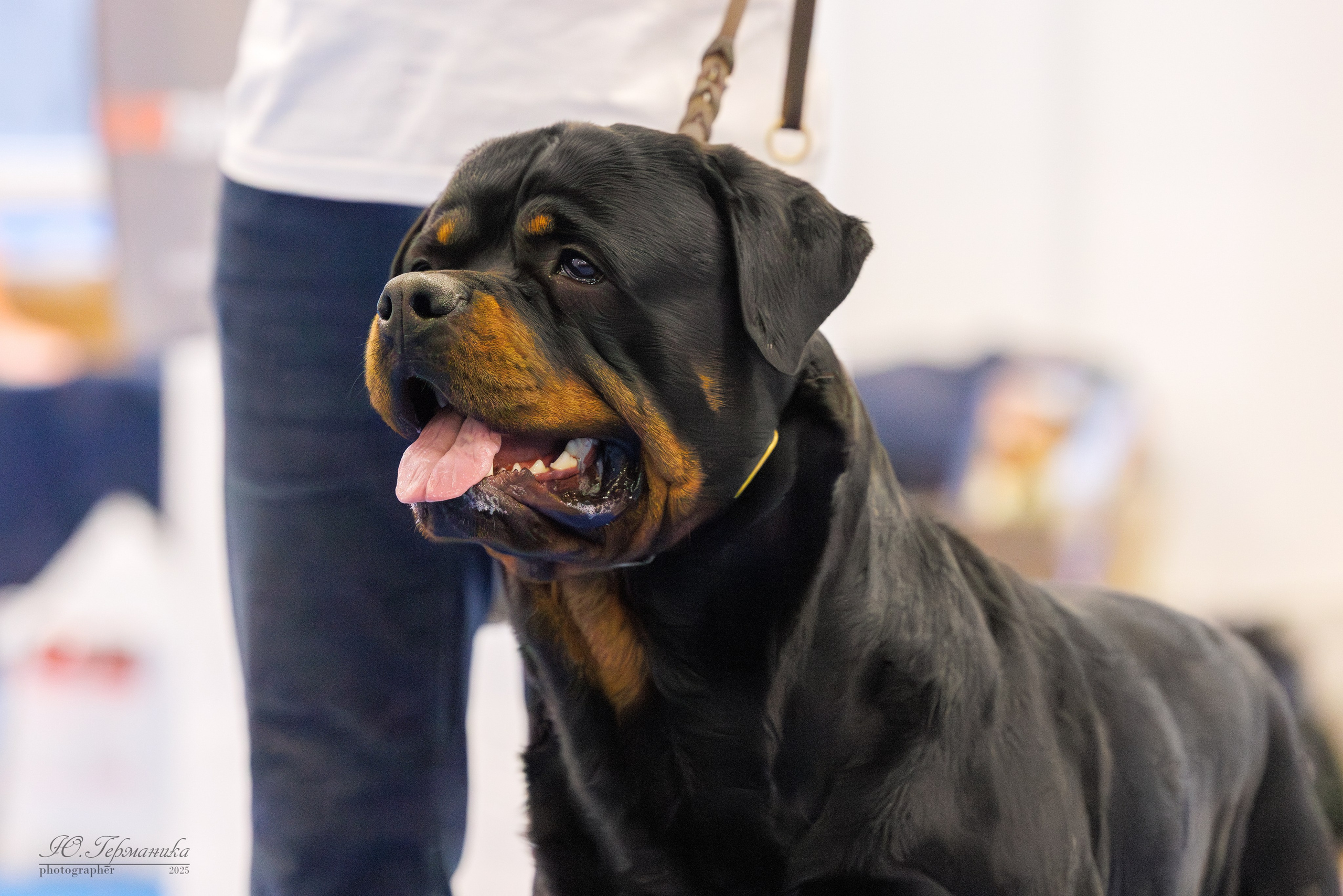 Питер ротвейлеры 18.01,Крокус 19.01.2025. Фотограф-анималист Юлия Германика