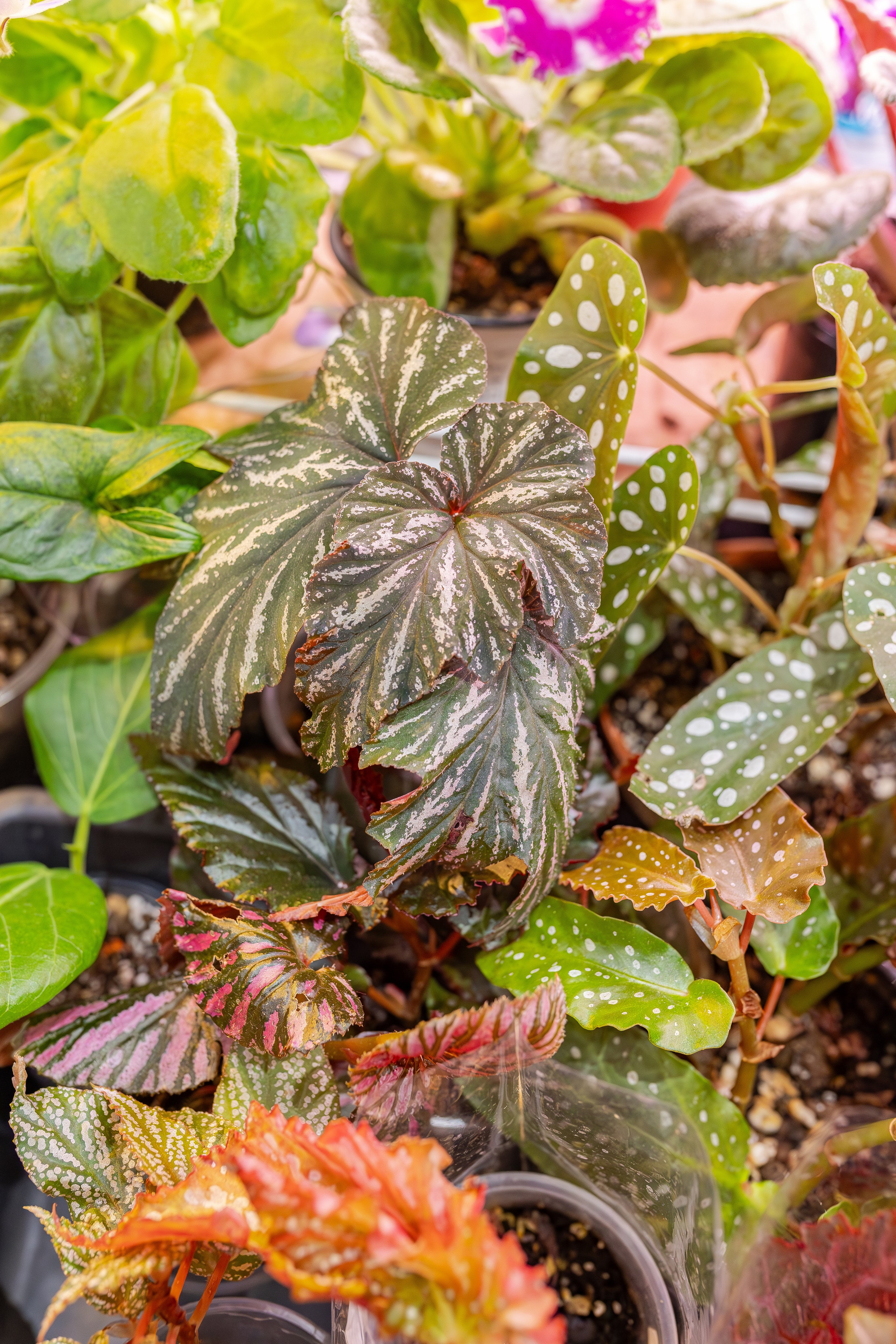 Монстериум апрель 2026. Александра Куликова фотограф, Москва