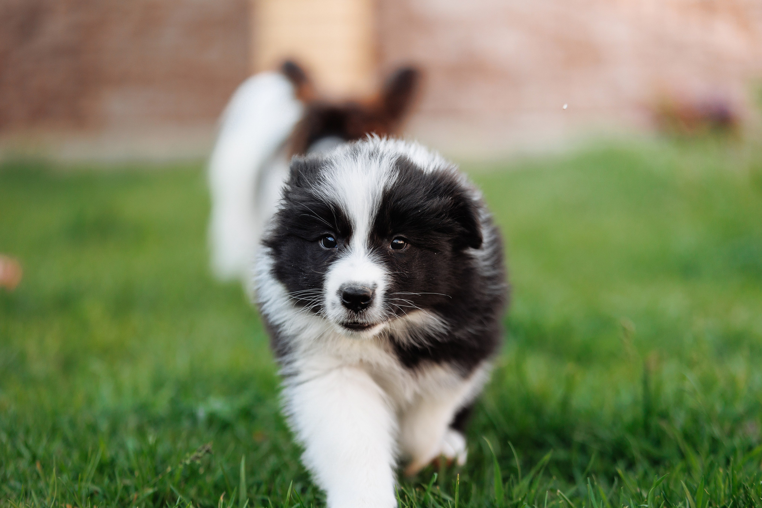 Пушистое. О нас