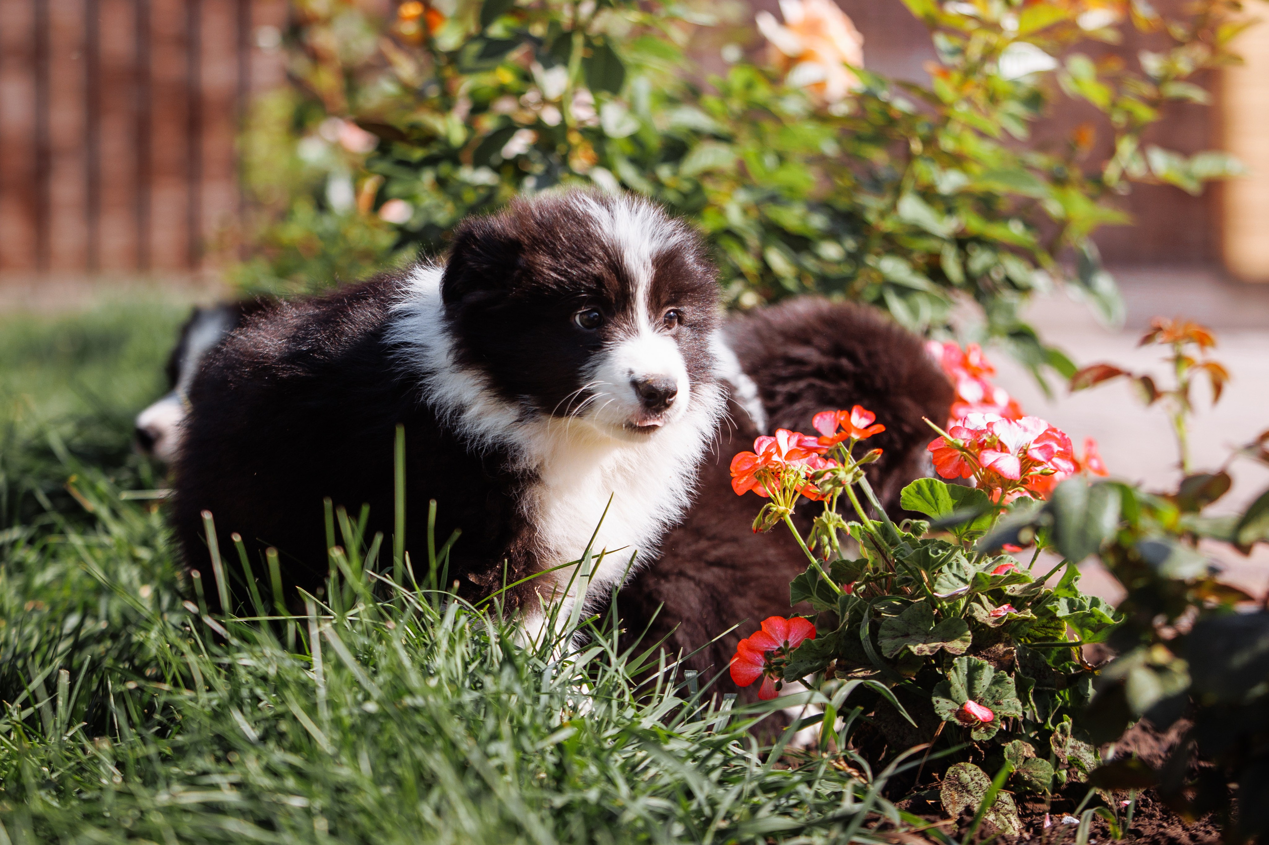 МММ — маленькое мягкое милое. О нас