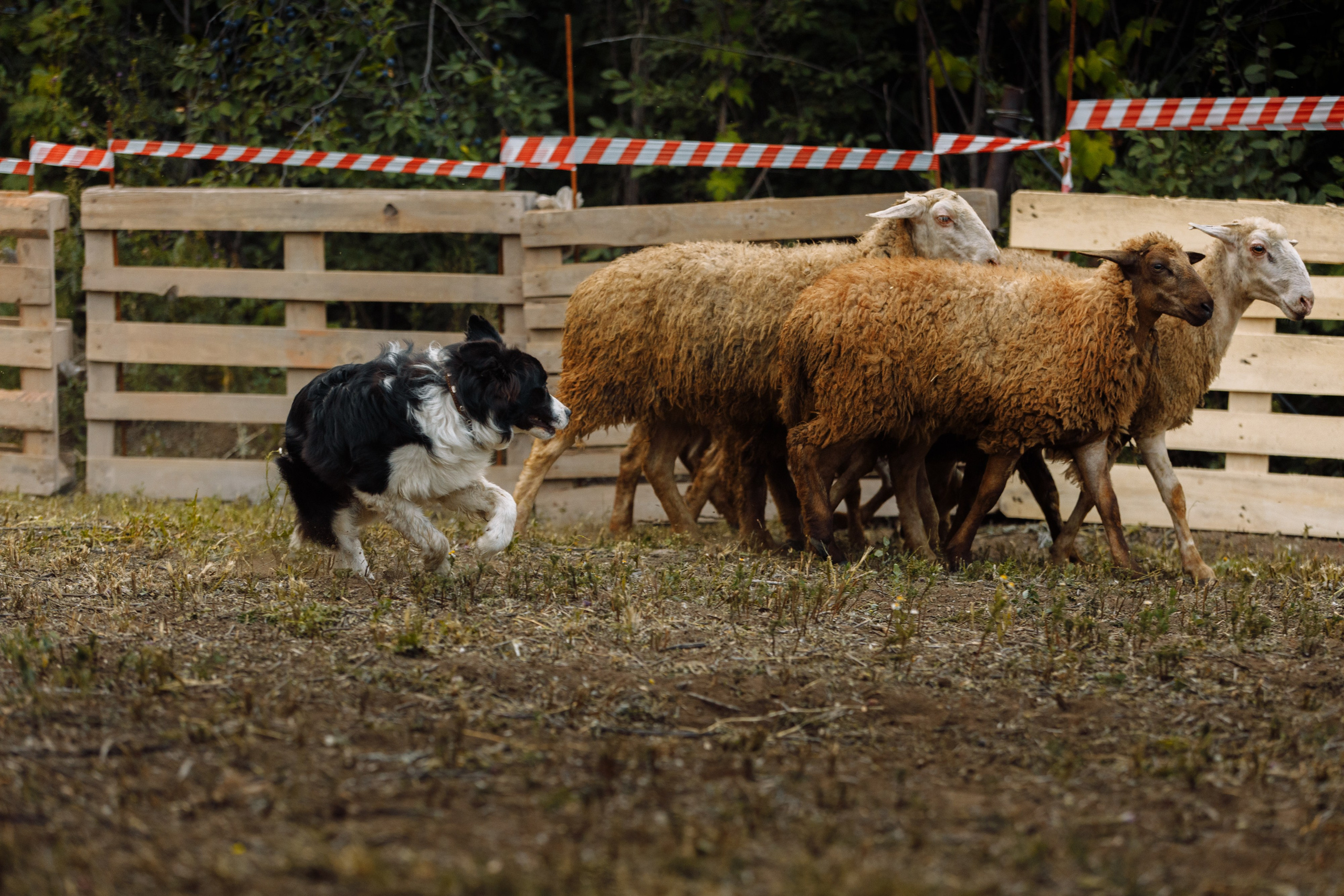 Овечий день. О нас