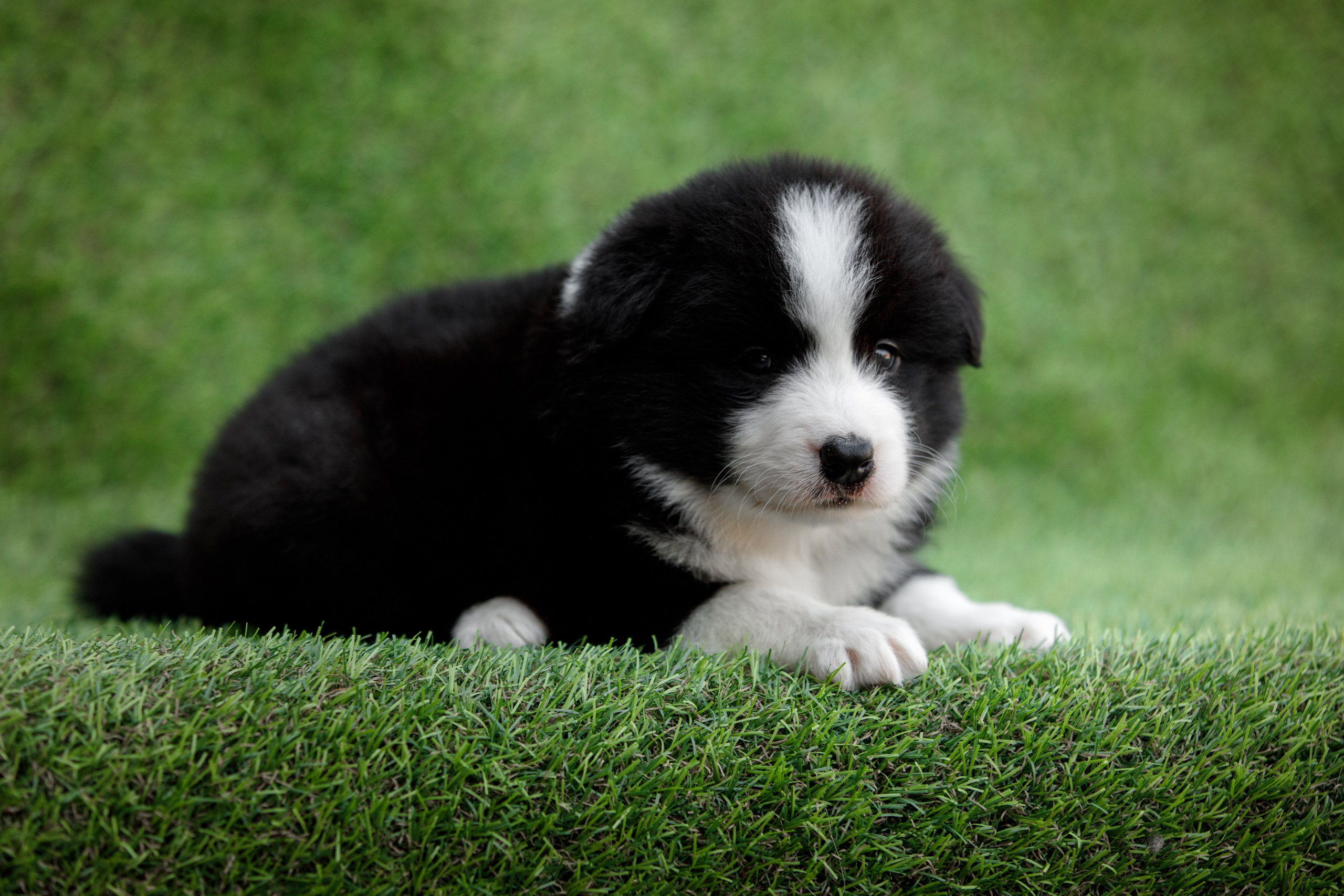 Смешарики. О нас