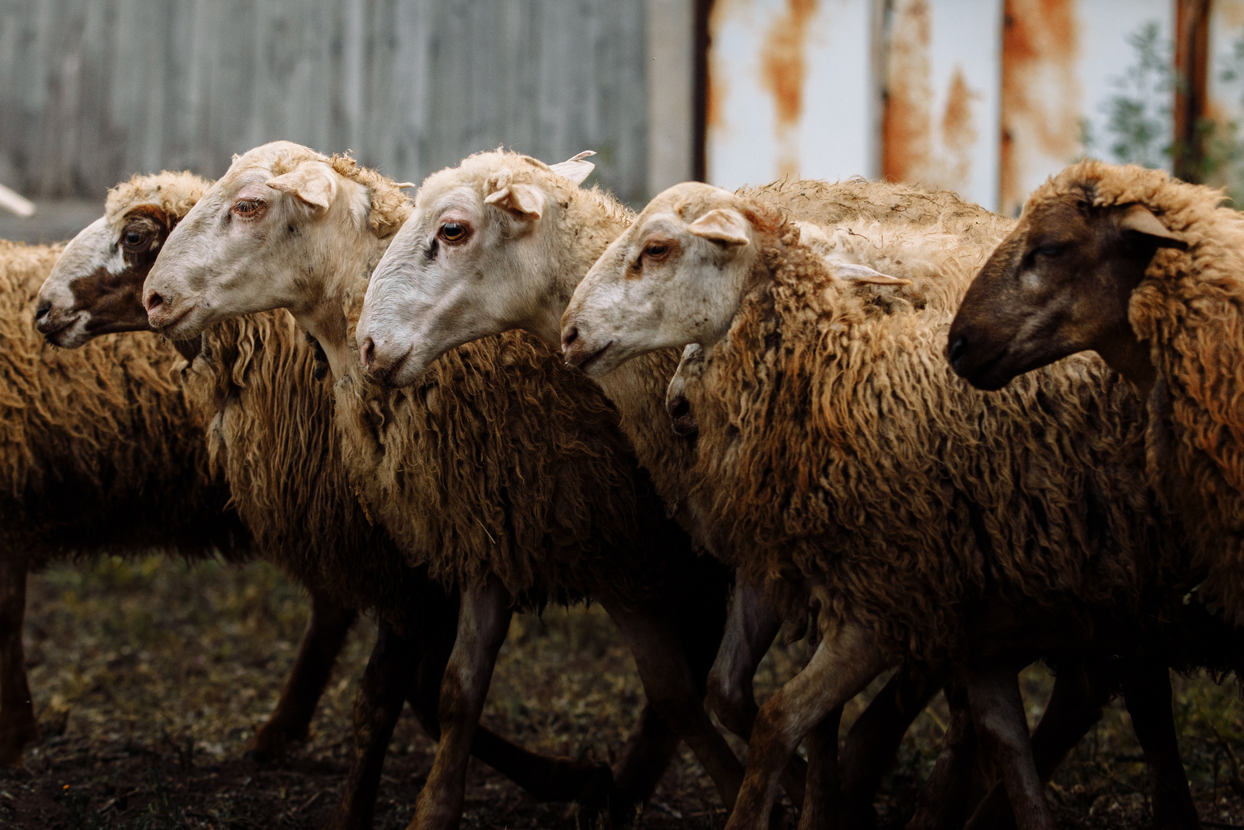 Овечий день. О нас