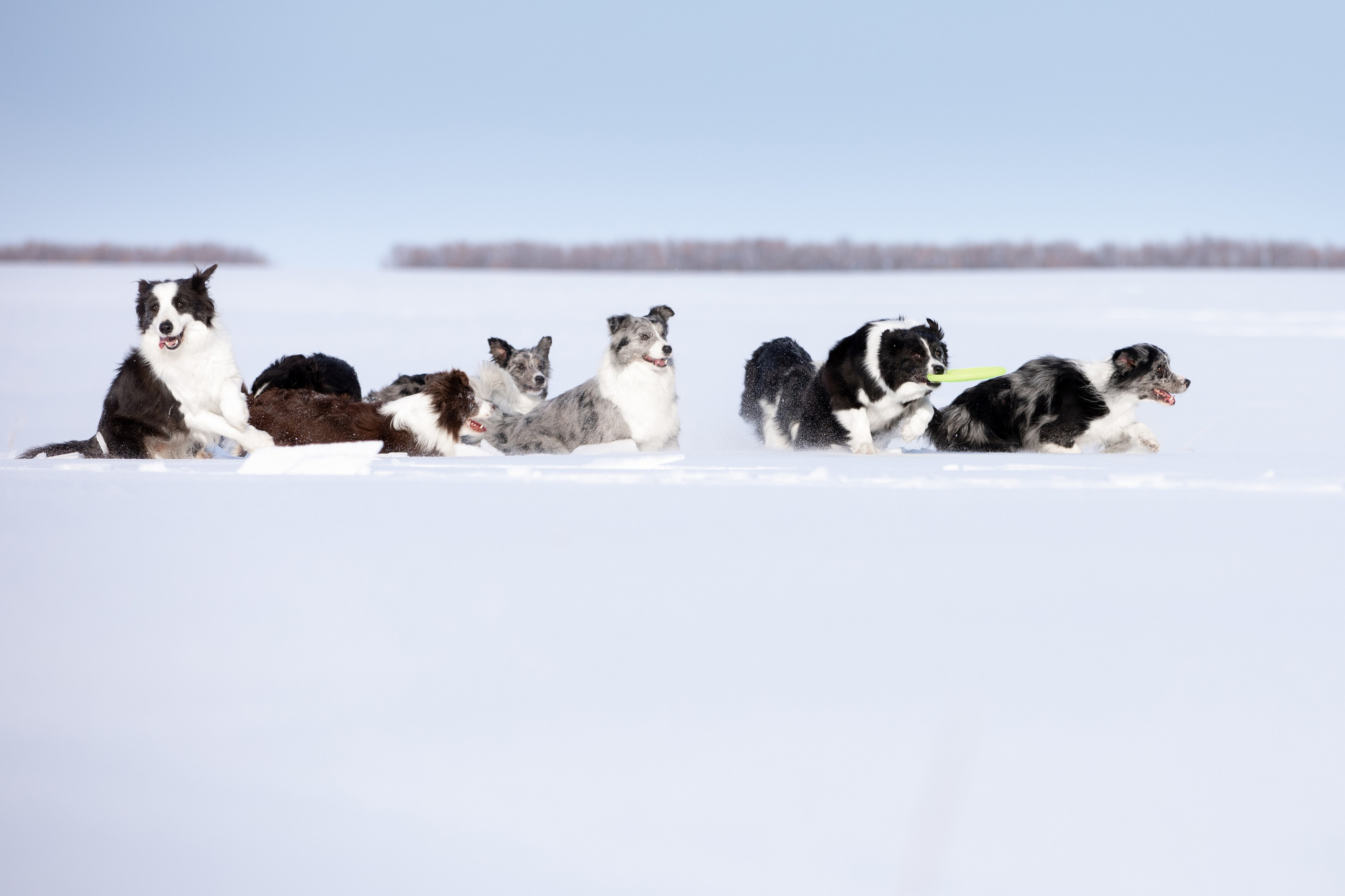 Мороз и солнце. О нас