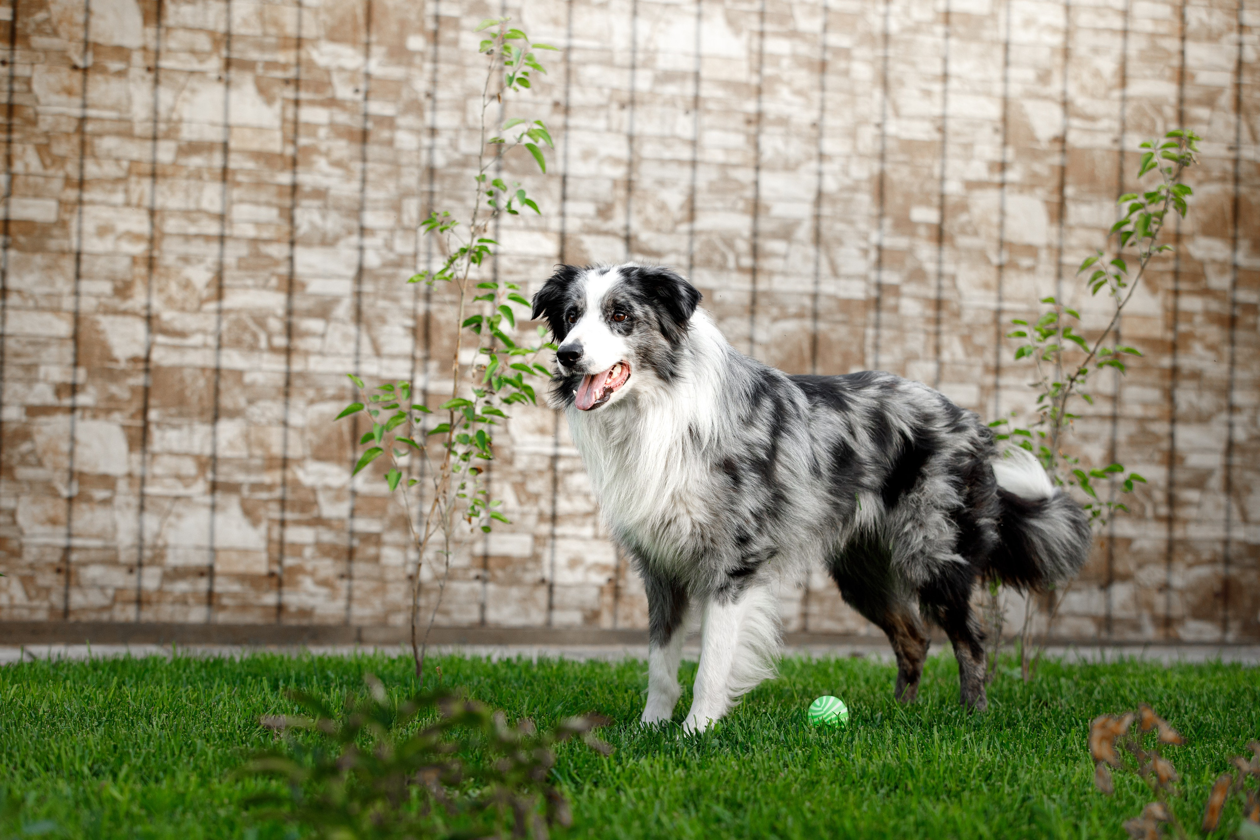 Болтовня в саду. О нас