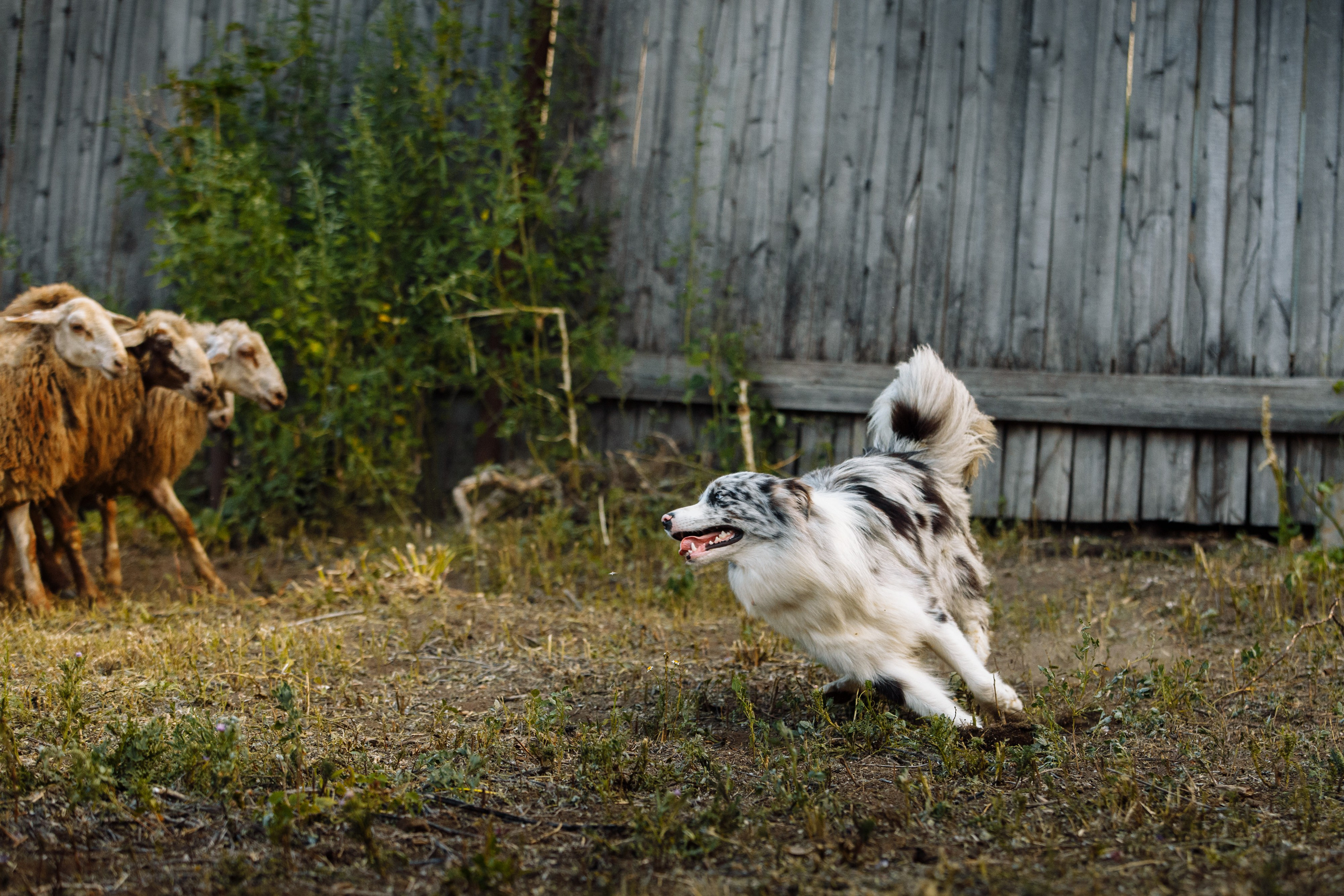 Овечий день. О нас
