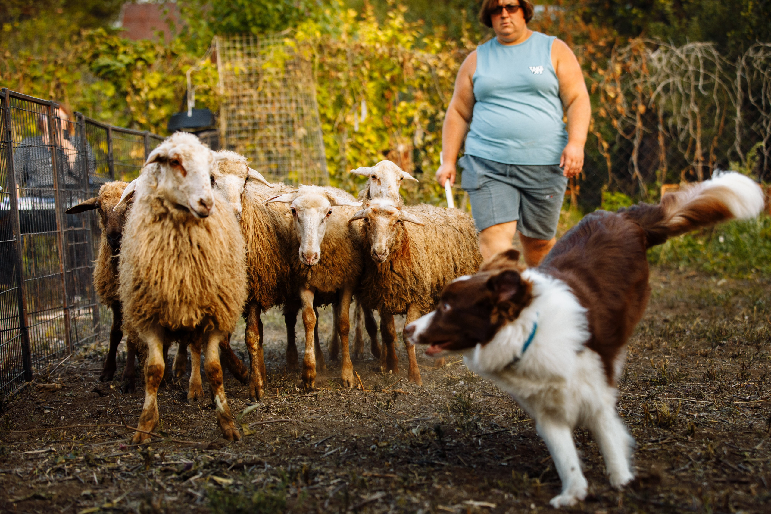 Овечий день. О нас