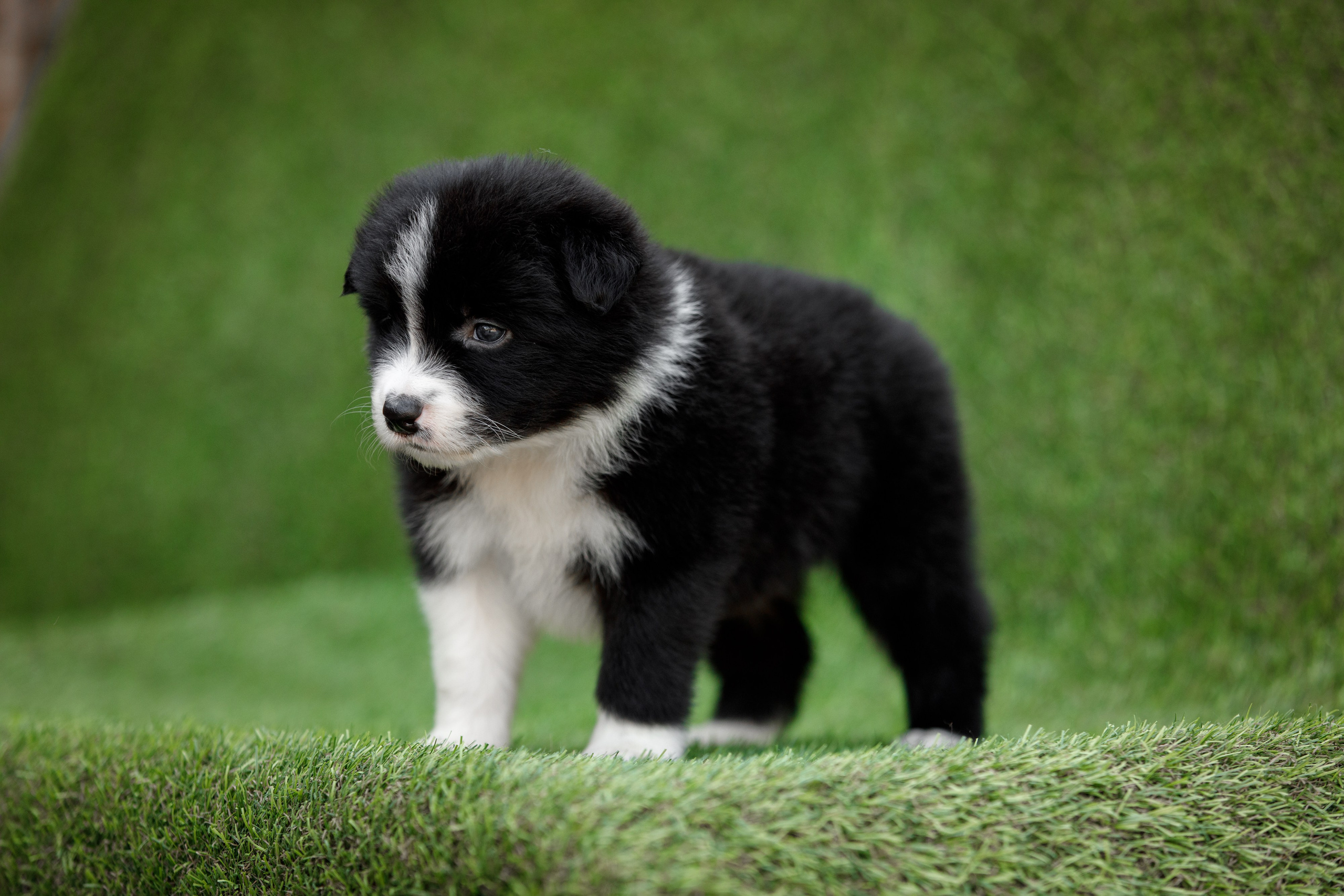 Смешарики. О нас