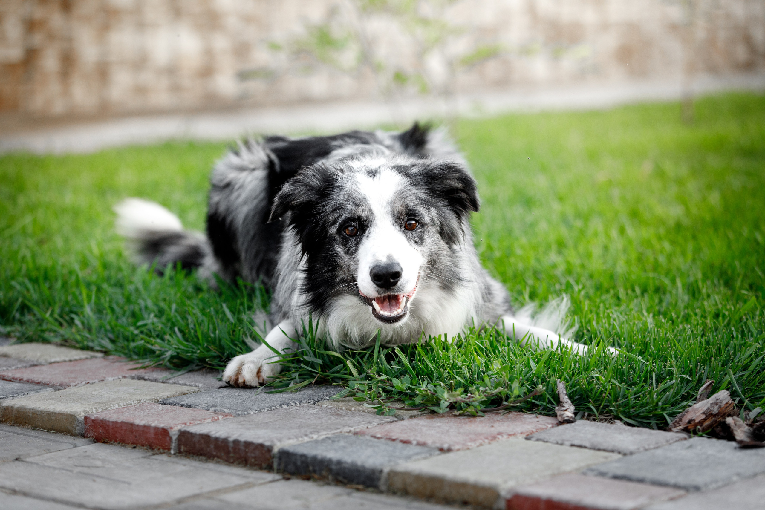 Болтовня в саду. О нас