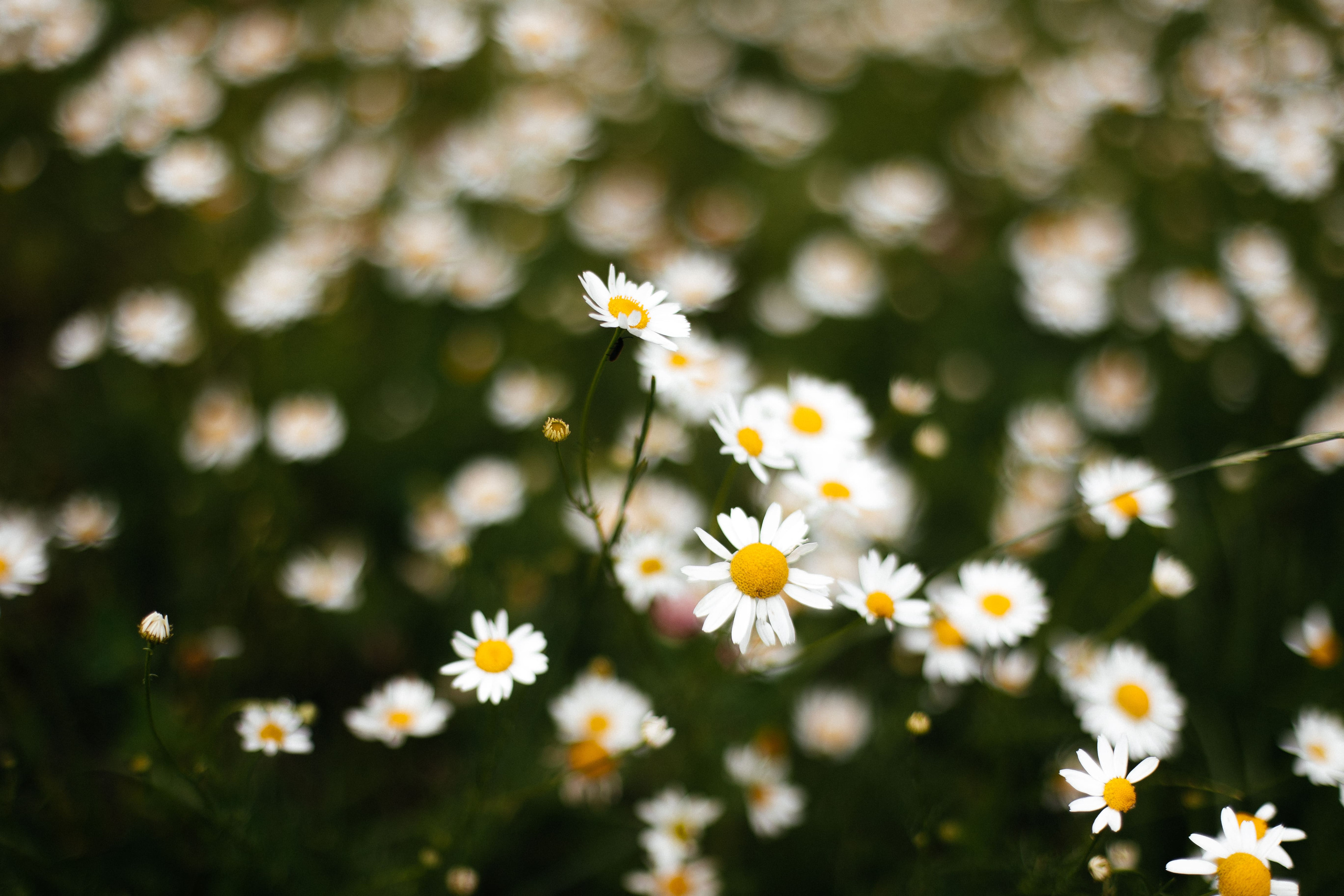 Роман и Мария. Свадебный фотограф в Санкт-Петербурге Алексеев Сергей