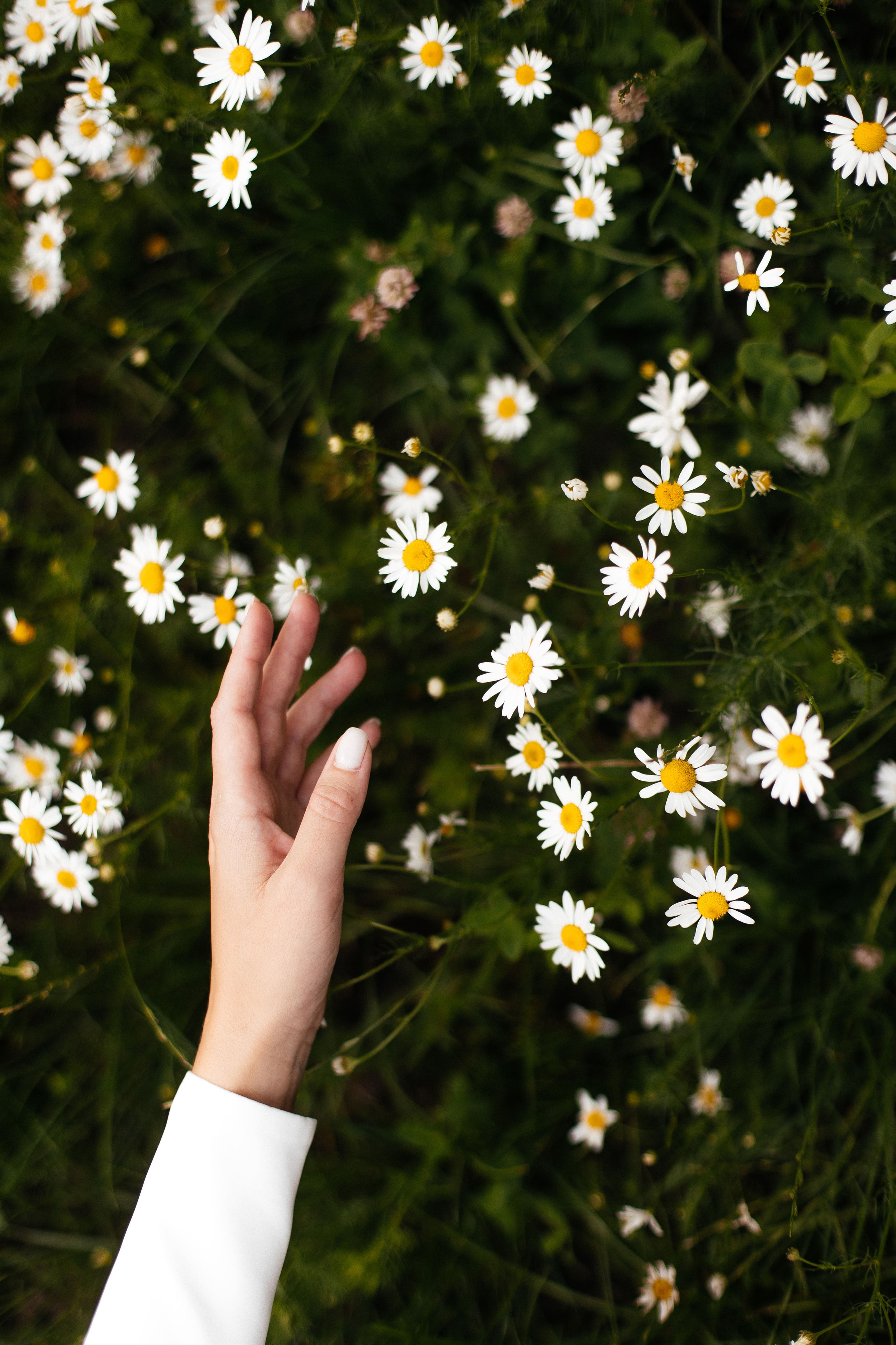 Роман и Мария. Свадебный фотограф в Санкт-Петербурге Алексеев Сергей