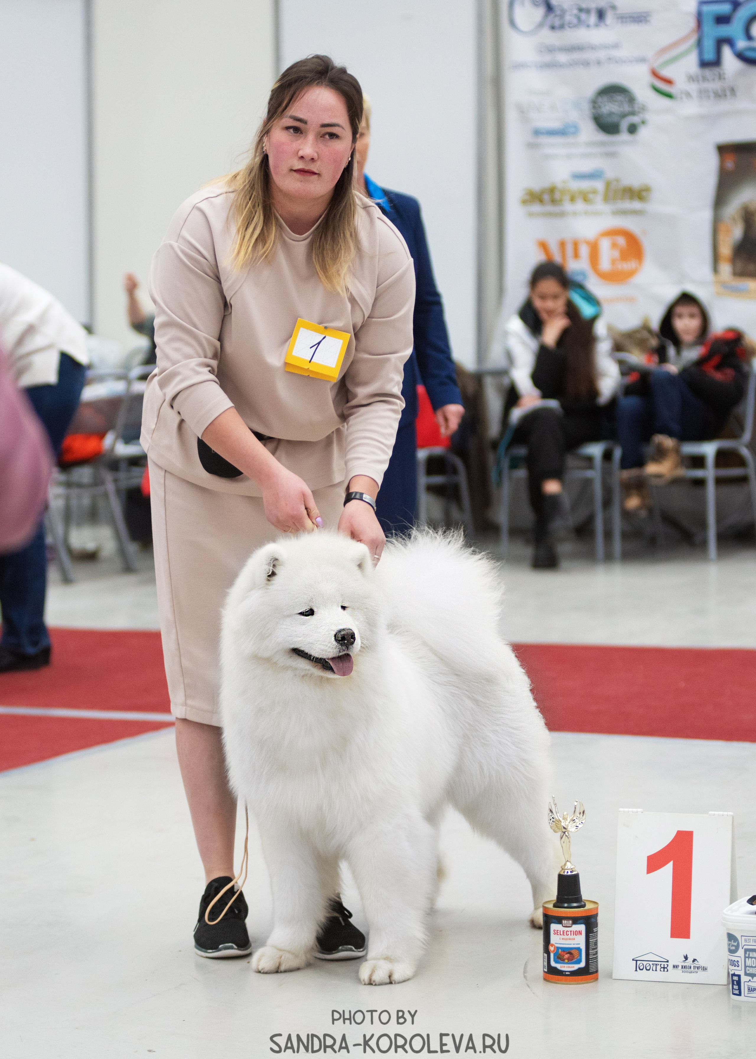 Выставка собак тюмень 10.12.2022. Дог-фотограф в Тюмени Александра Королева