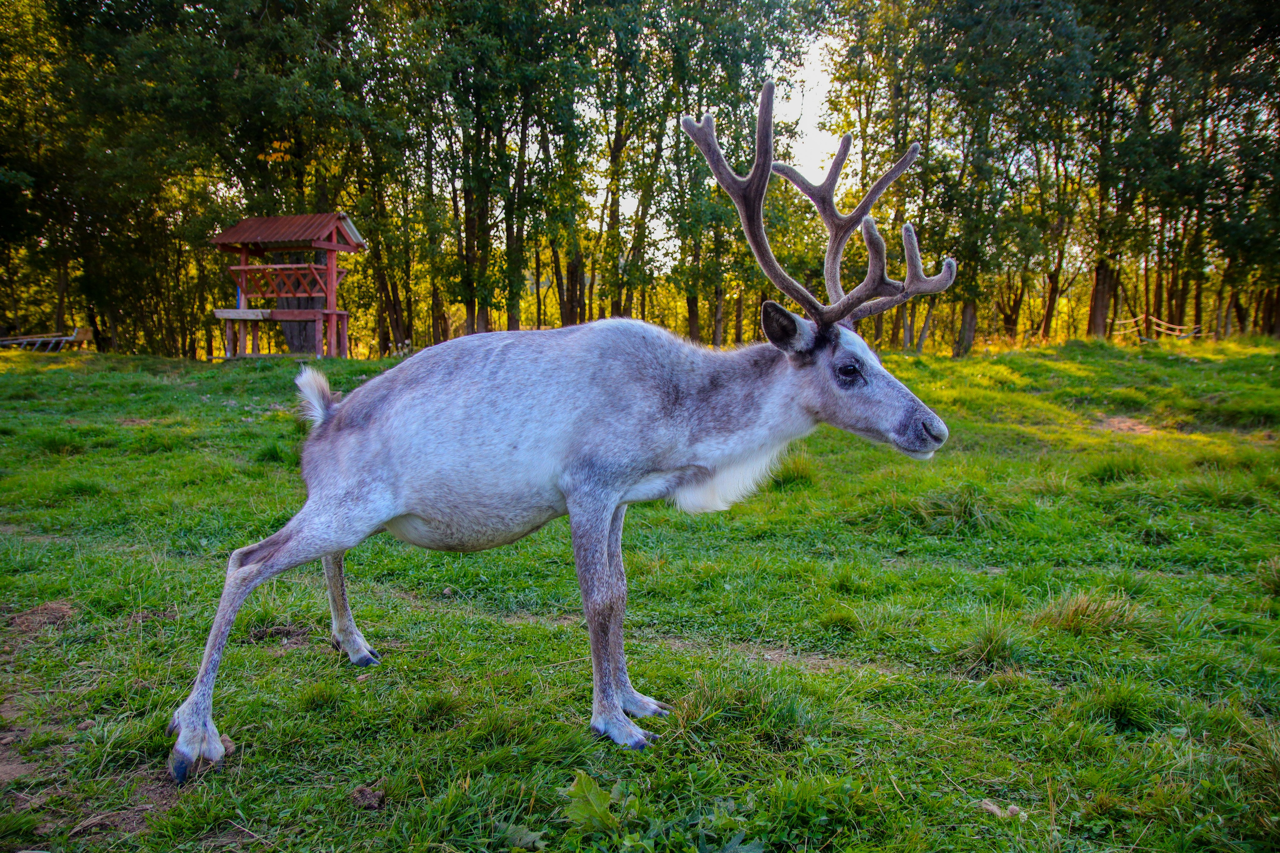 Животные и птицы. Фотограф и видеограф Лашманов Павел