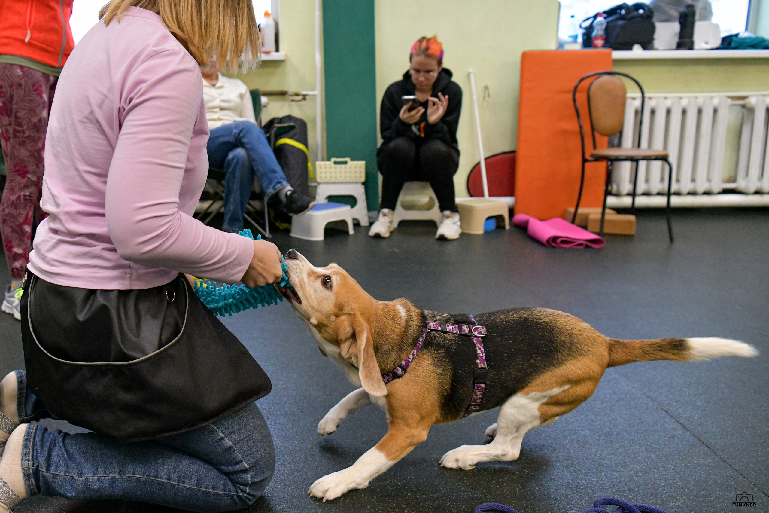 Кинологический клуб «Бодрый хвост». Свой взгляд через объектив