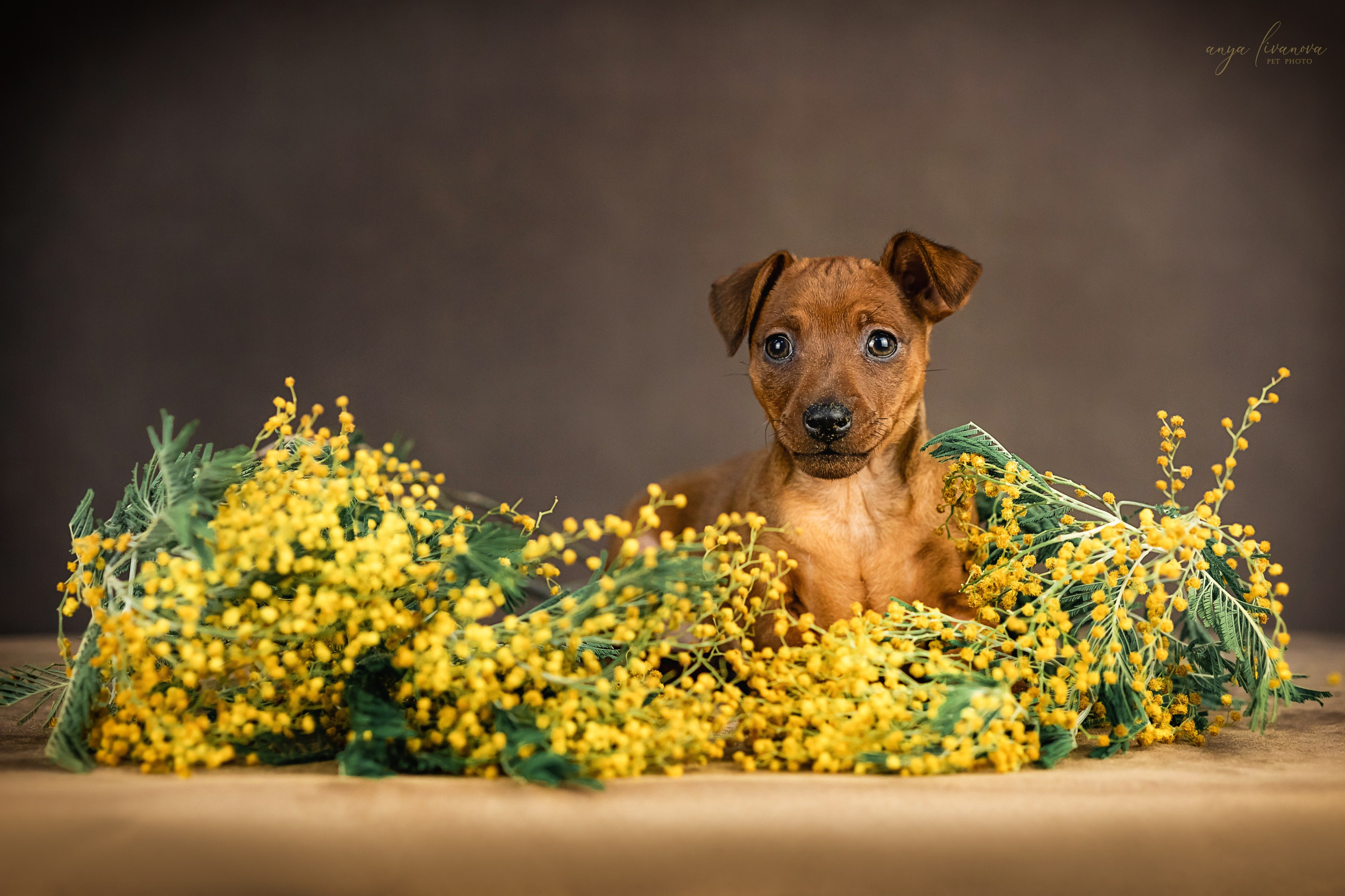 Пинчеры в мимозе. Фотограф анималист Аня Ливанова | Рыбинск
