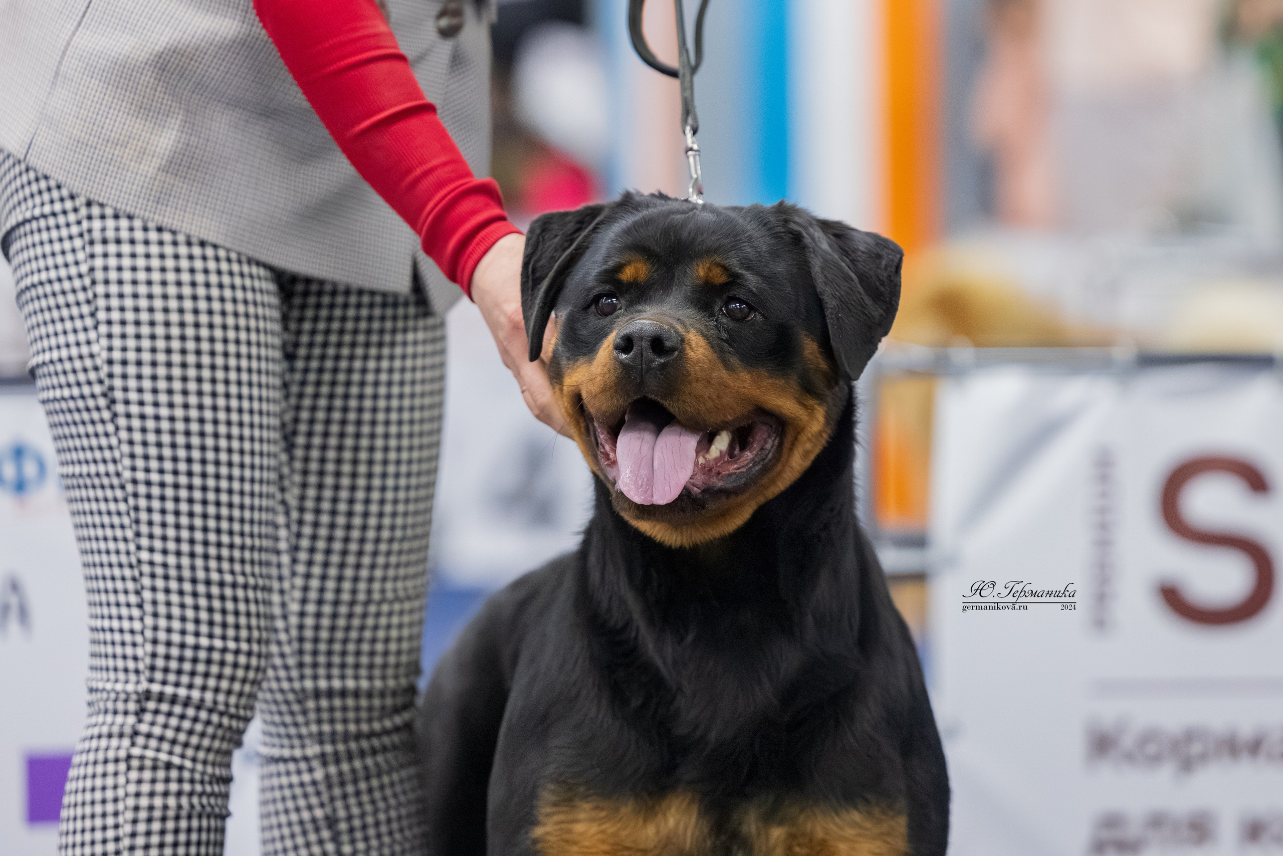 Сфера 08 и 10.03.2024 2хмоно ротвейлеров+2хмоно сао. Фотограф-анималист Юлия Германика