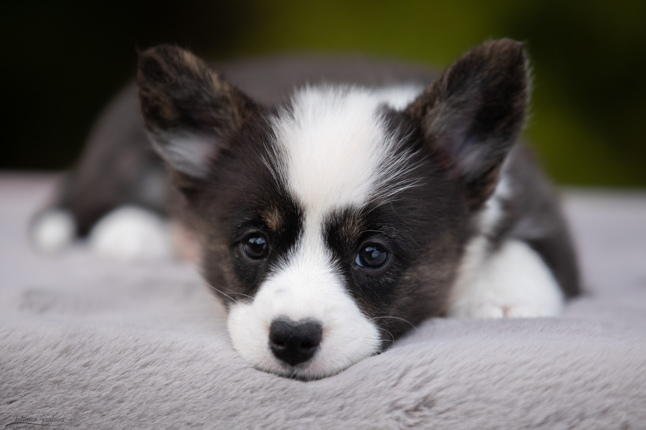 Съемка помета щенков для продажи на улице. Фотограф-анималист в Москве и Московской области Татьяна Фролова