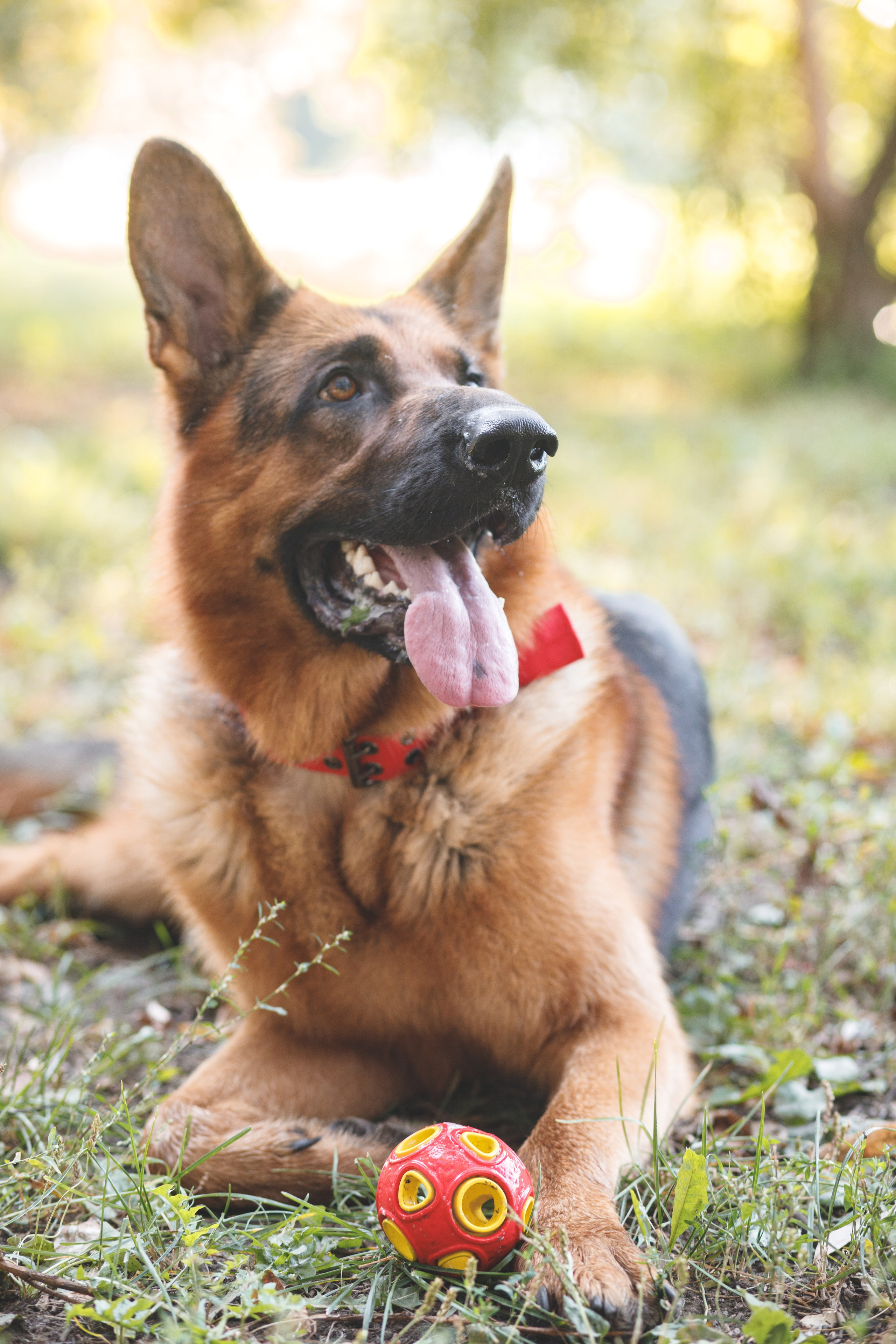 Фотопрогулка молодой девушки и ее собаки летним утром в парке. Семейный и школьный фотограф в Москве Анна Ткач