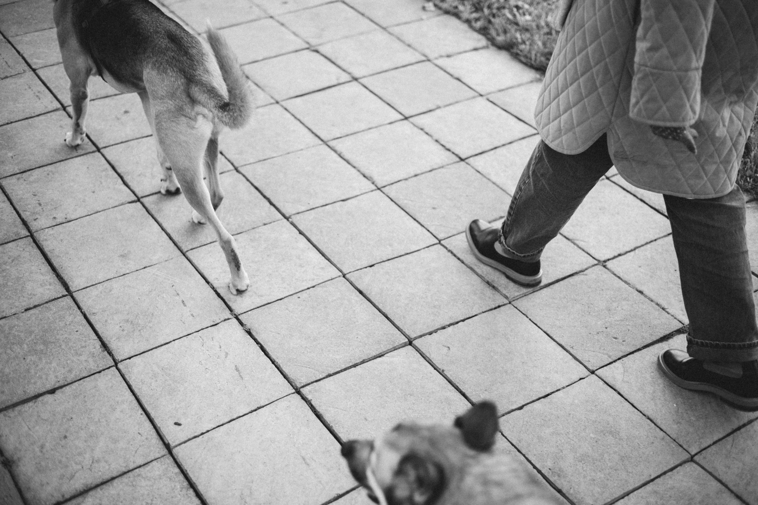 Нелли, Лёша, Рэй и Норд. Фотограф Анна Луценко Москва