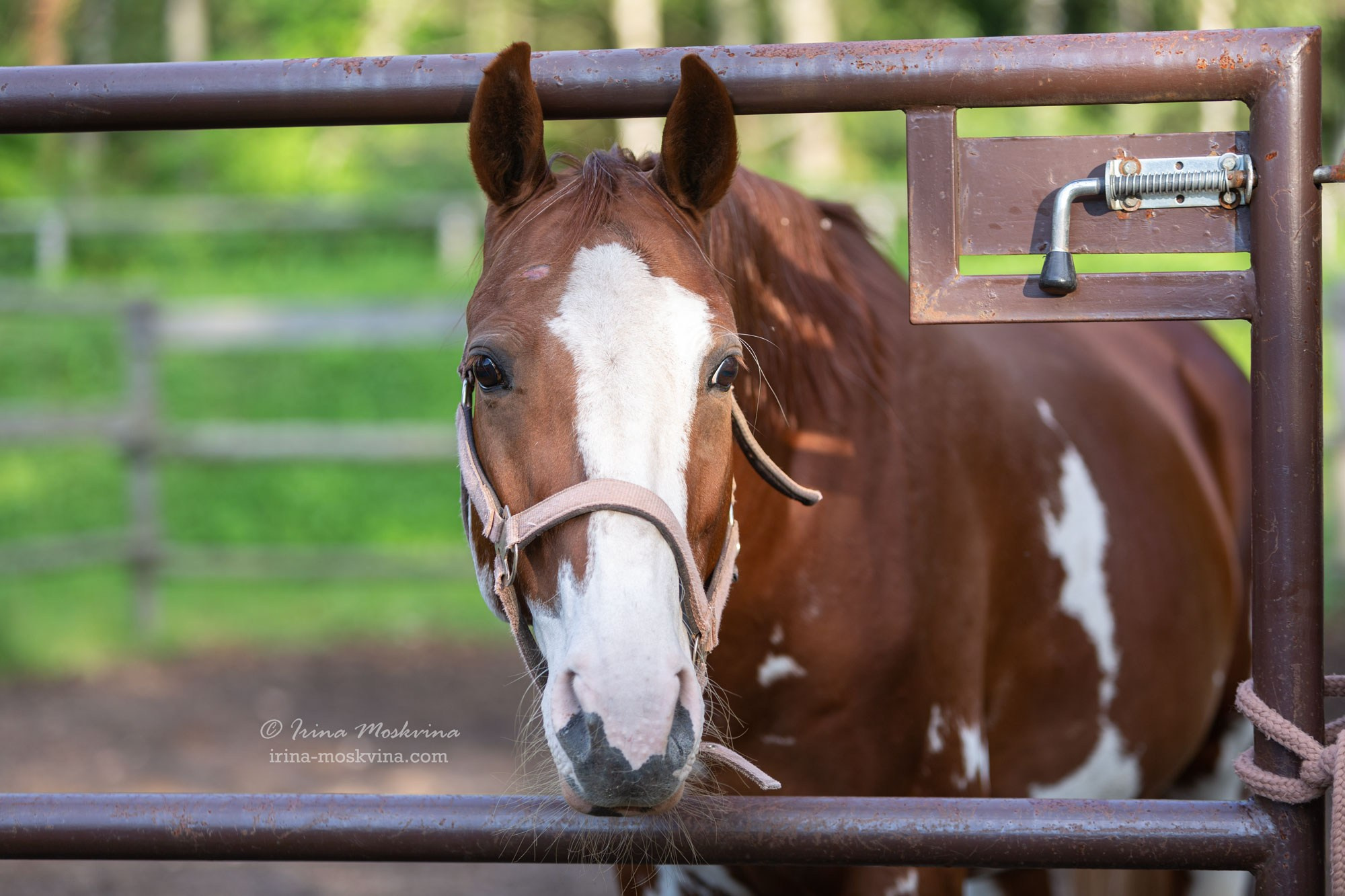КСК «Алмазово» | Московская область | июль 2024. Ирина Москвина | фотограф | Москва