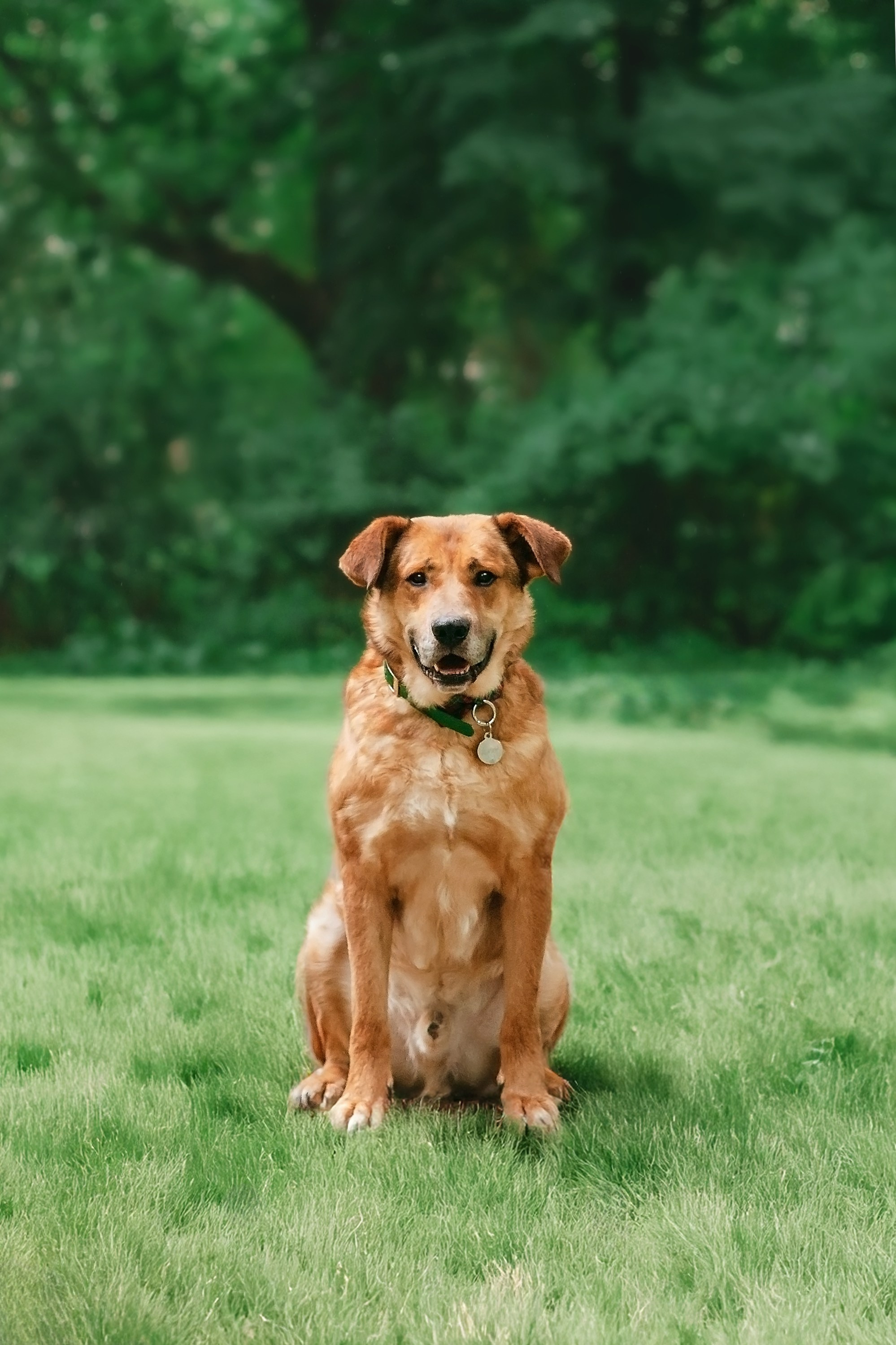 Собаки из приюта Дубовая роща лето 2025. Фотограф-анималист Татьяна Степанова