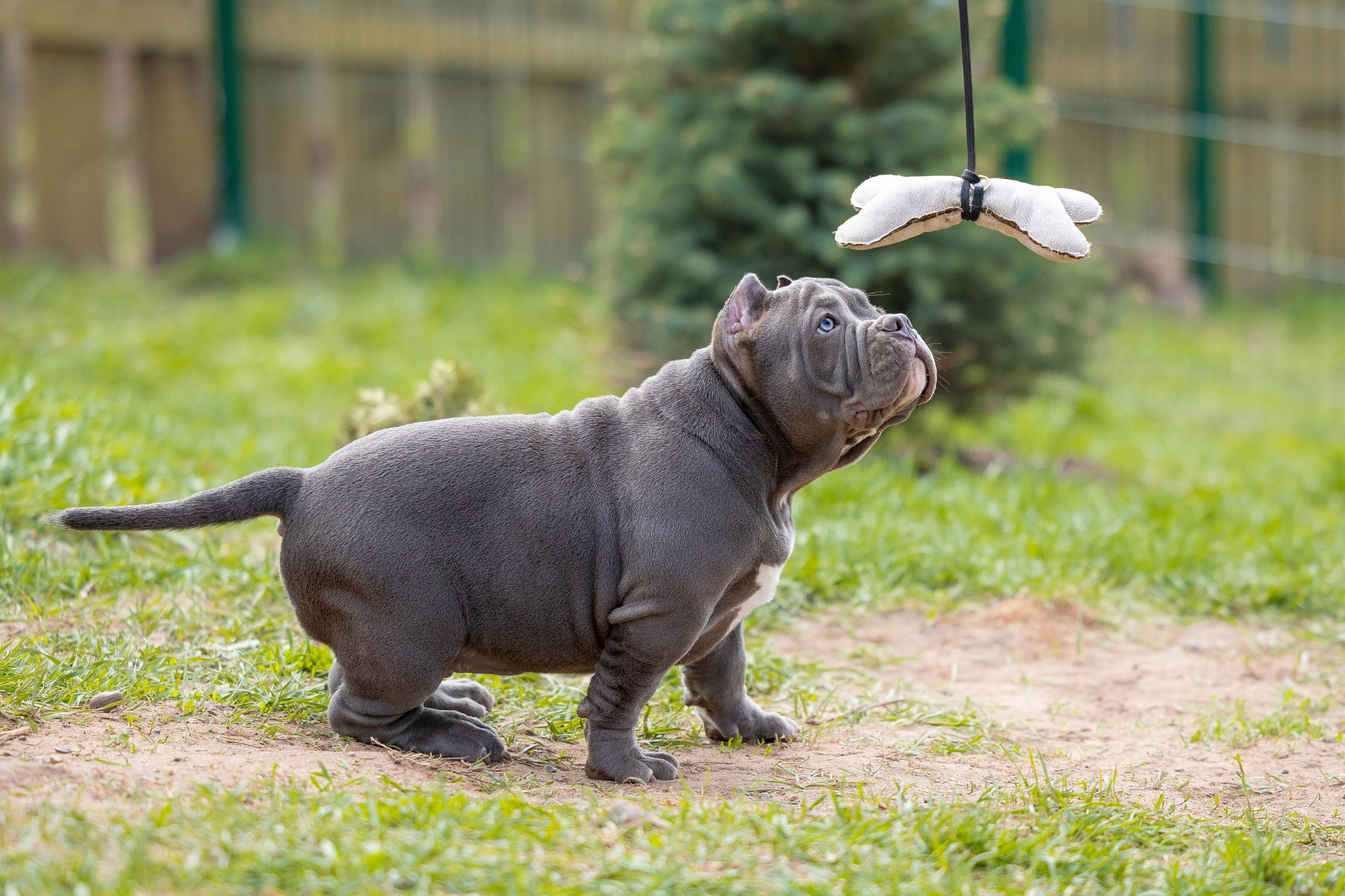 Щенки булли. Фотограф Анималист в Перми Анастасия Остерман