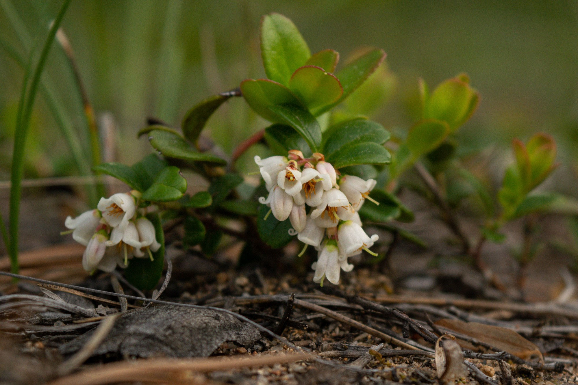 Разное. Репортажный фотограф г. Чита