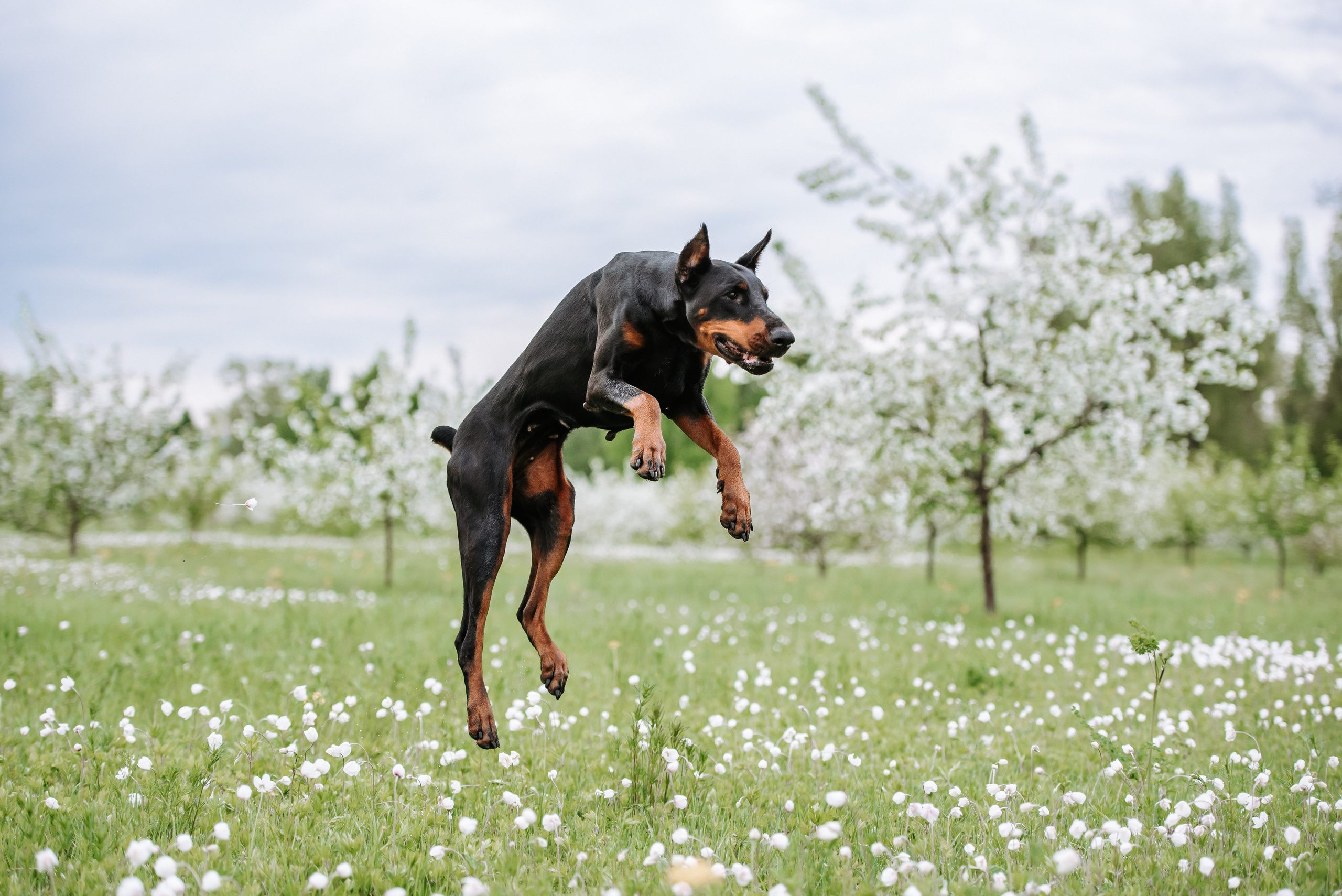 Цветение с доберманами. Фотограф Диана Оленина Красноярск / Братск