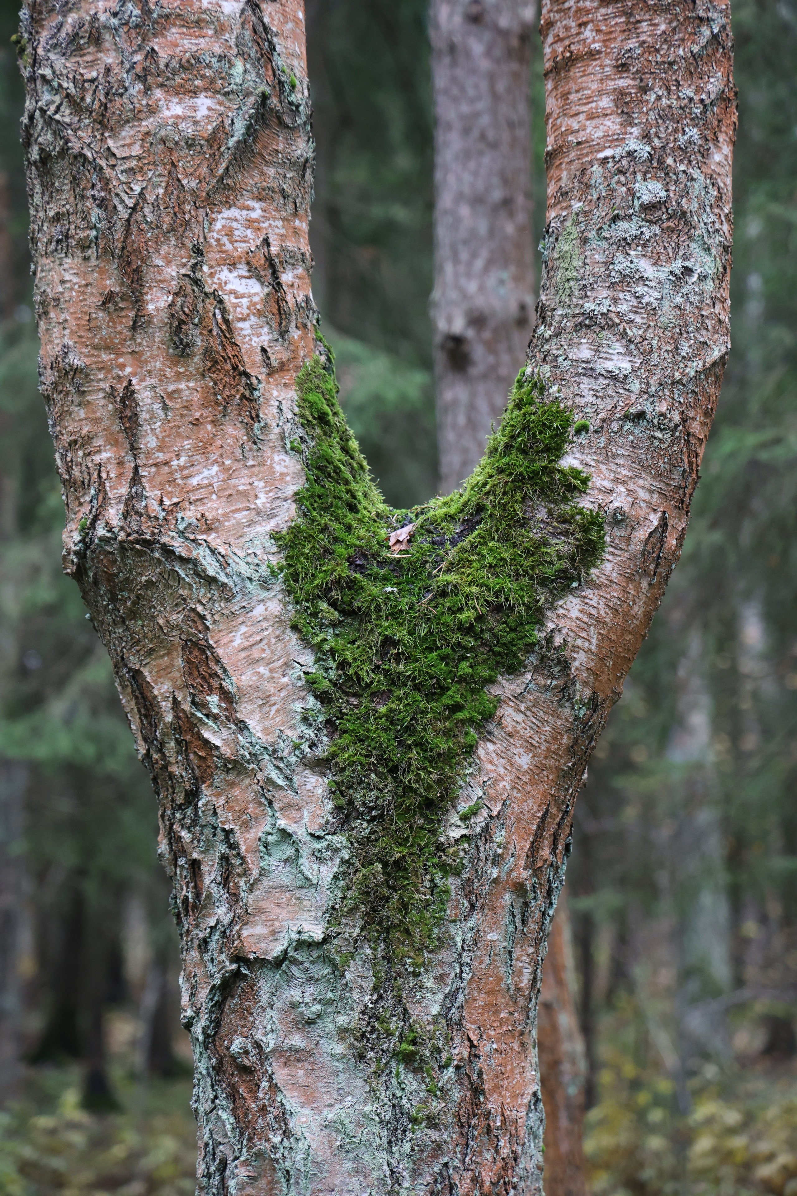 Любимое. Фотограф в Санкт-Петербурге Анна Сосновская
