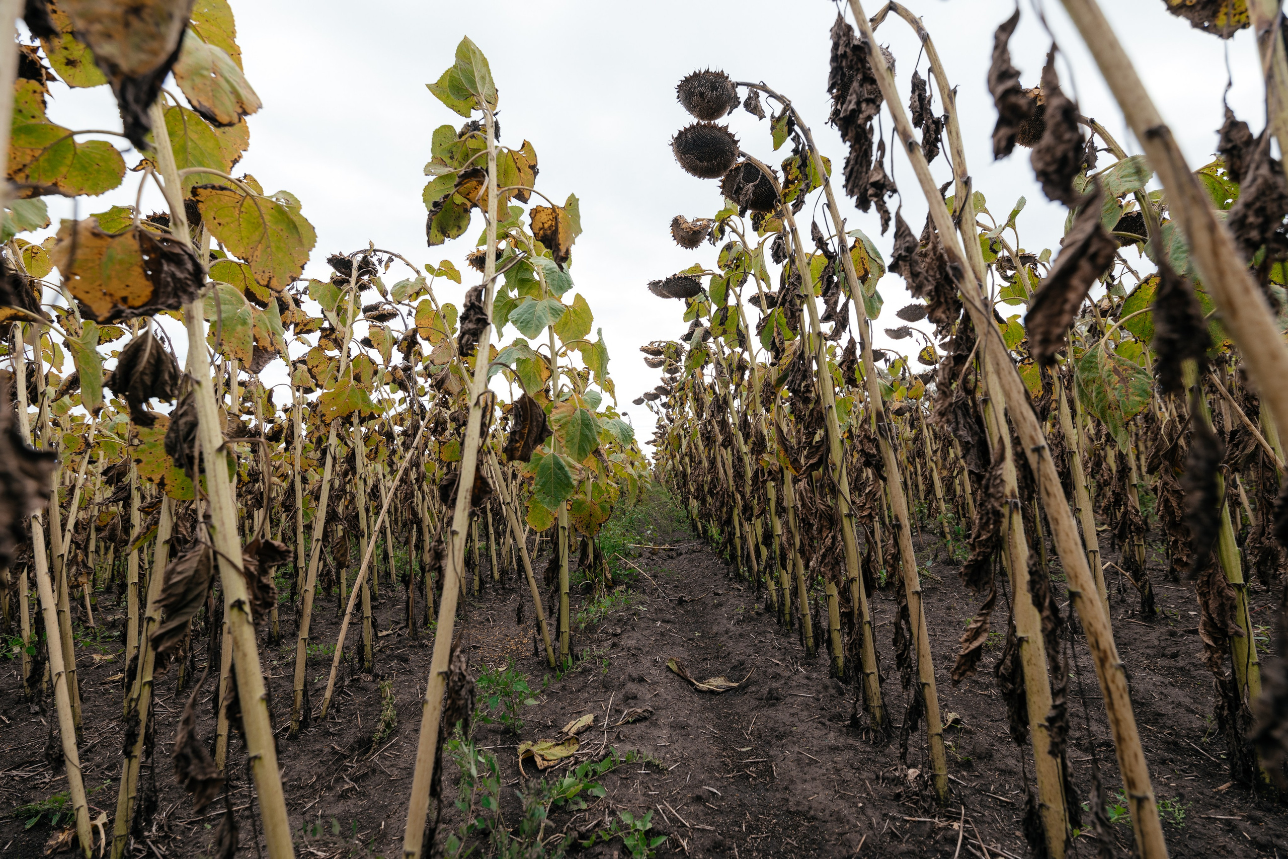 День поля. Фотограф Крохин Олег