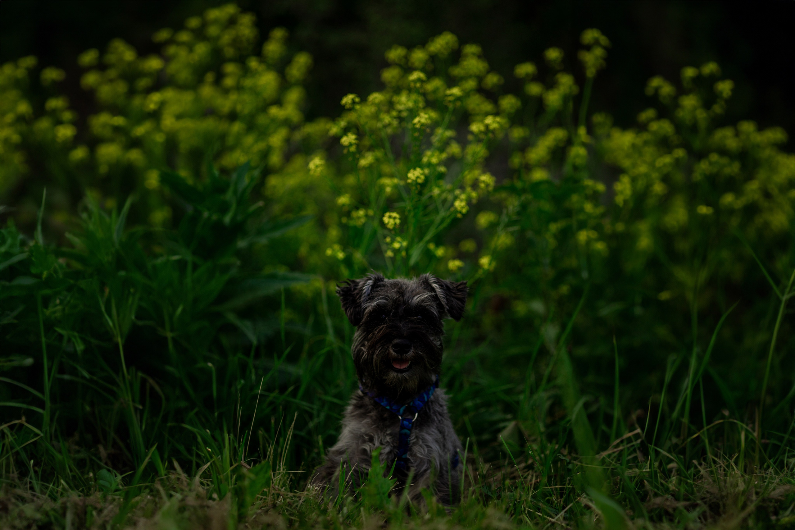 Съемка с собакой. Анастасия Белаш