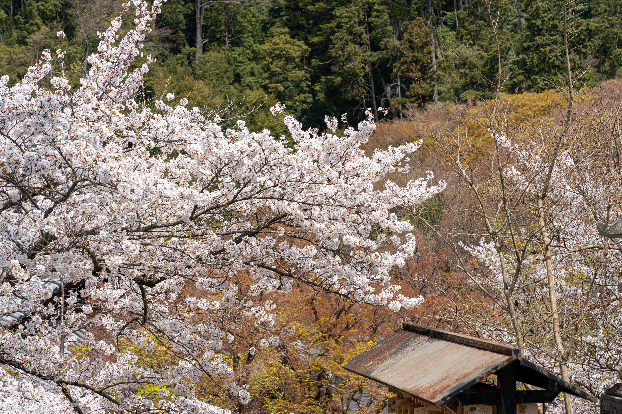 Япония, сакура. Творческие сьемки