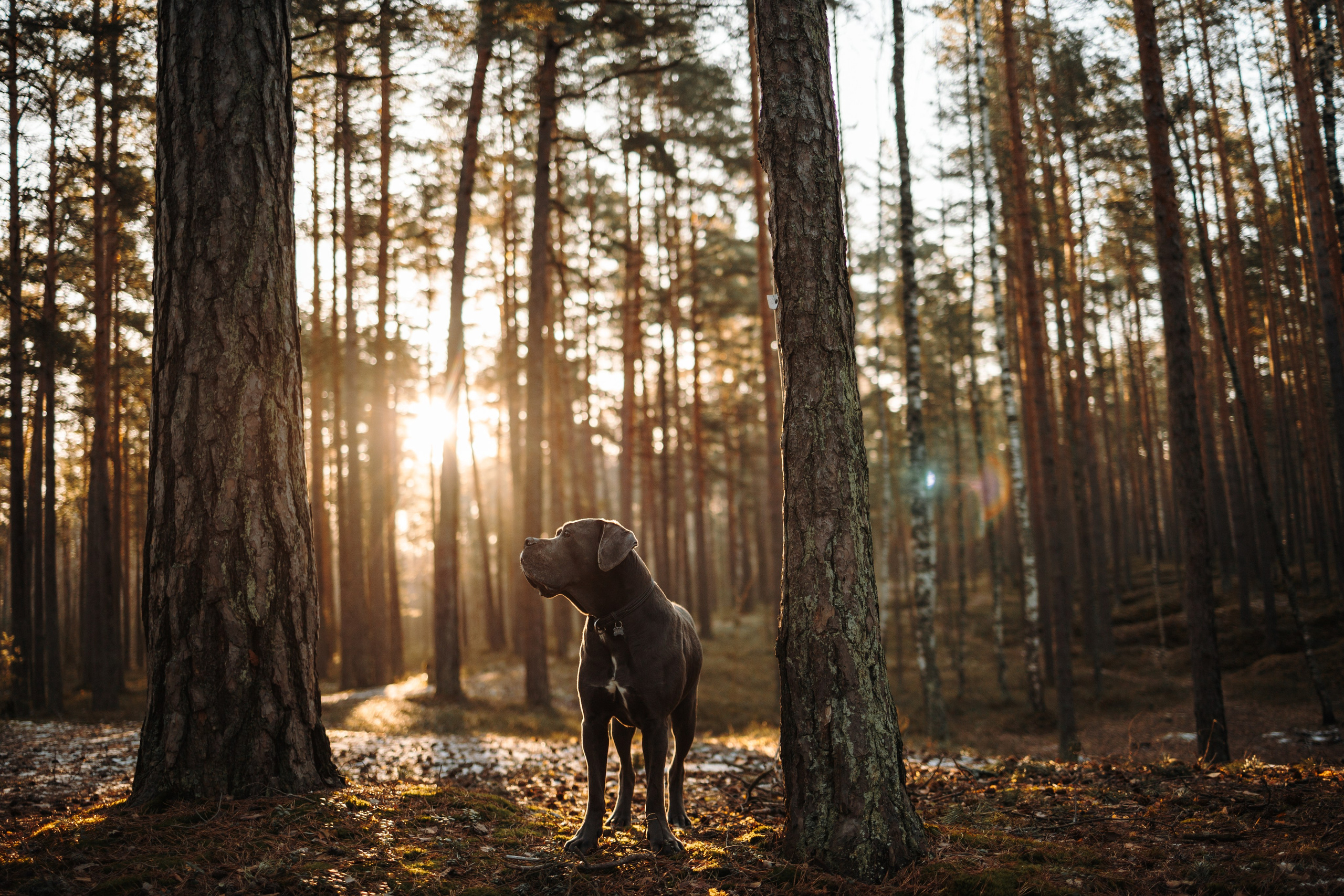 Анна и Лана. Фотограф — Анималист | Санкт-Петербург