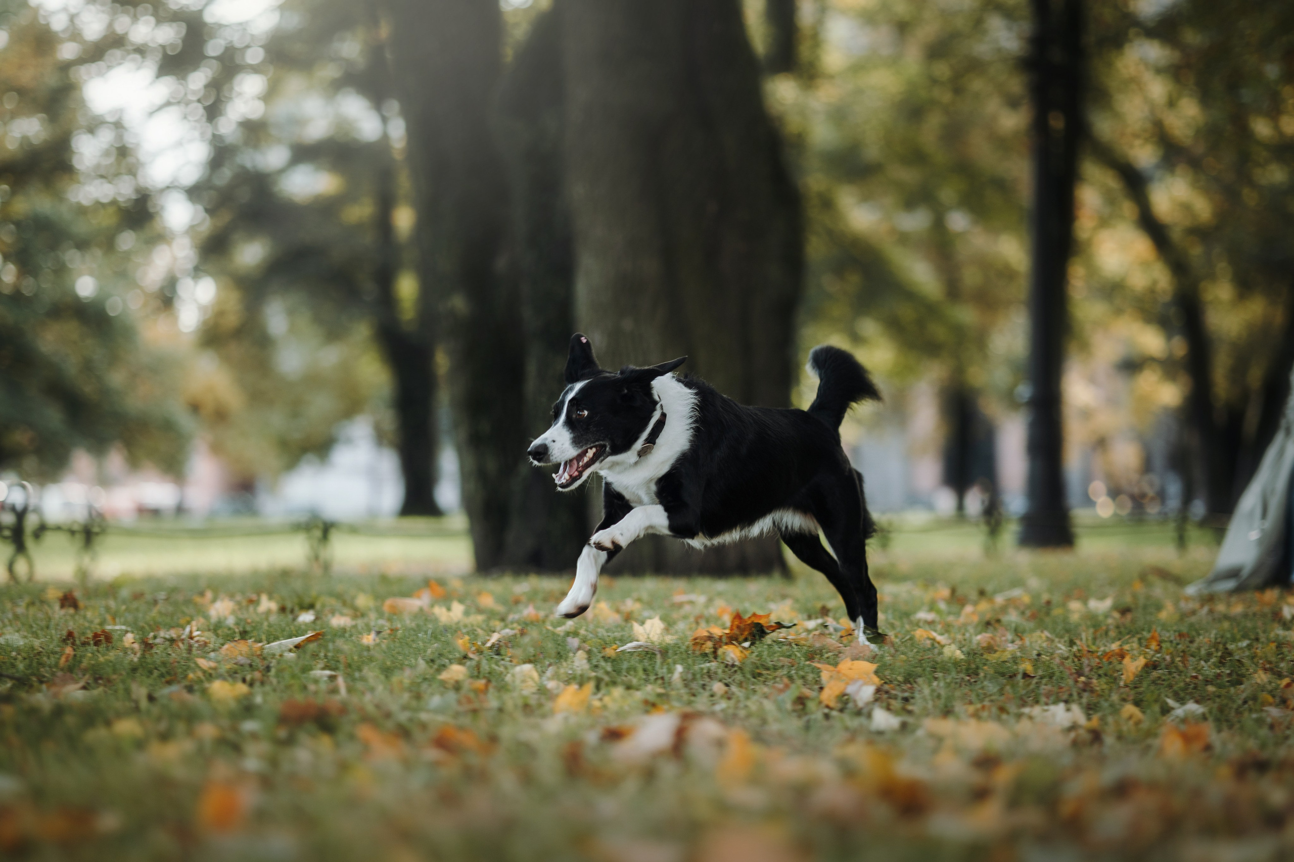 Мишель и ее семья. Фотограф — Анималист | Санкт-Петербург