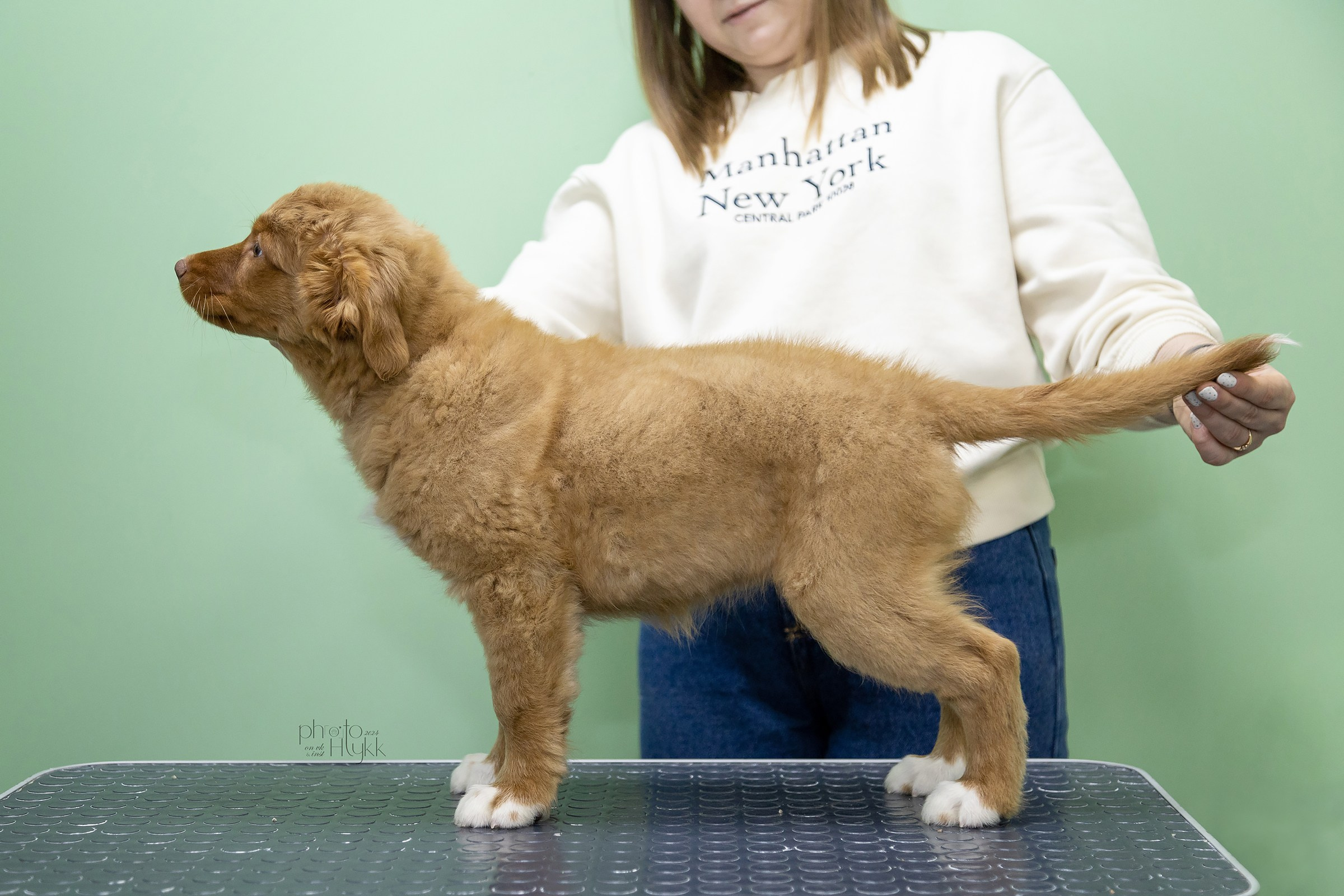 Щенки Толлера. Htykk_photo