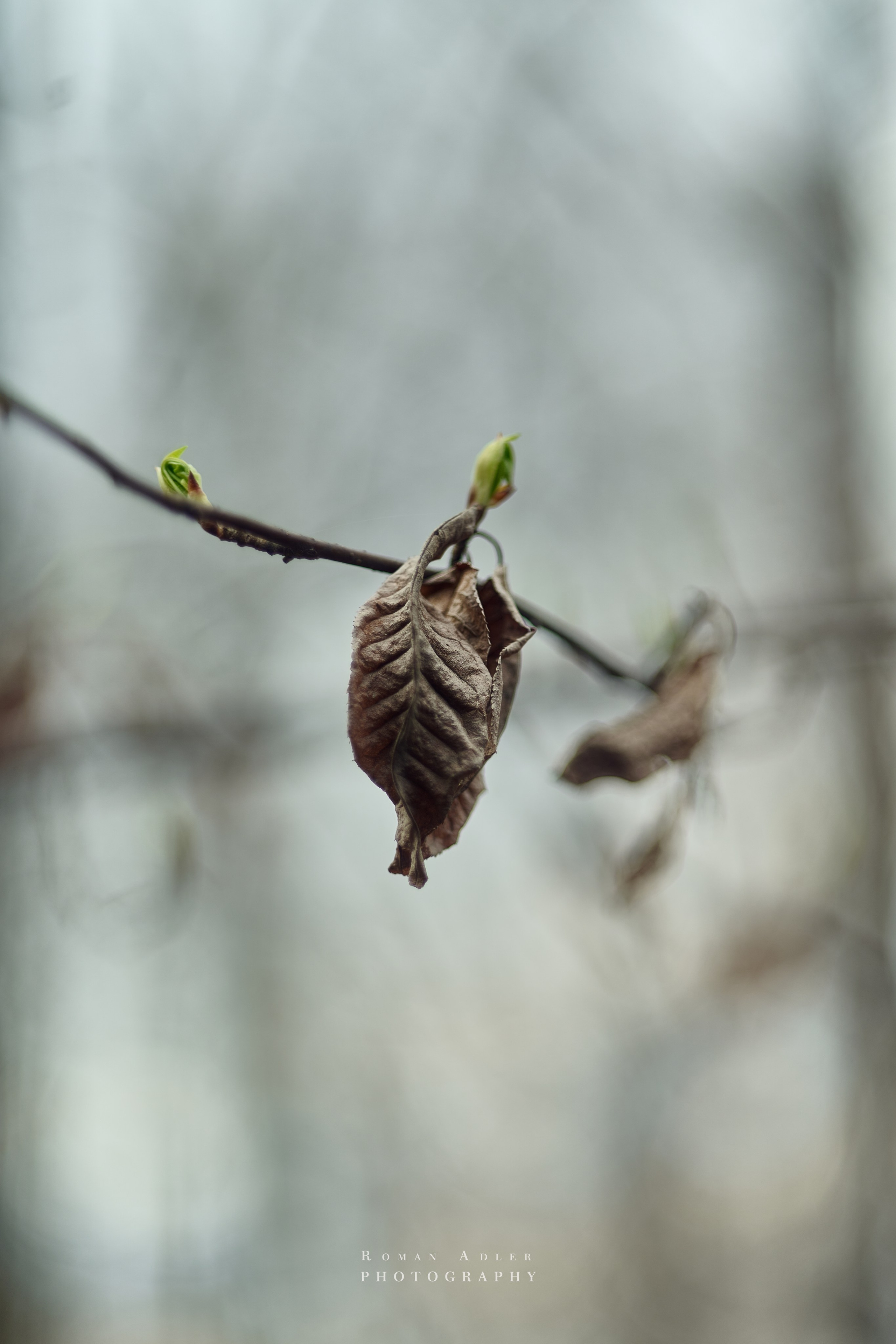 Весна. Москва 2025. Фотограф Роман Адлер