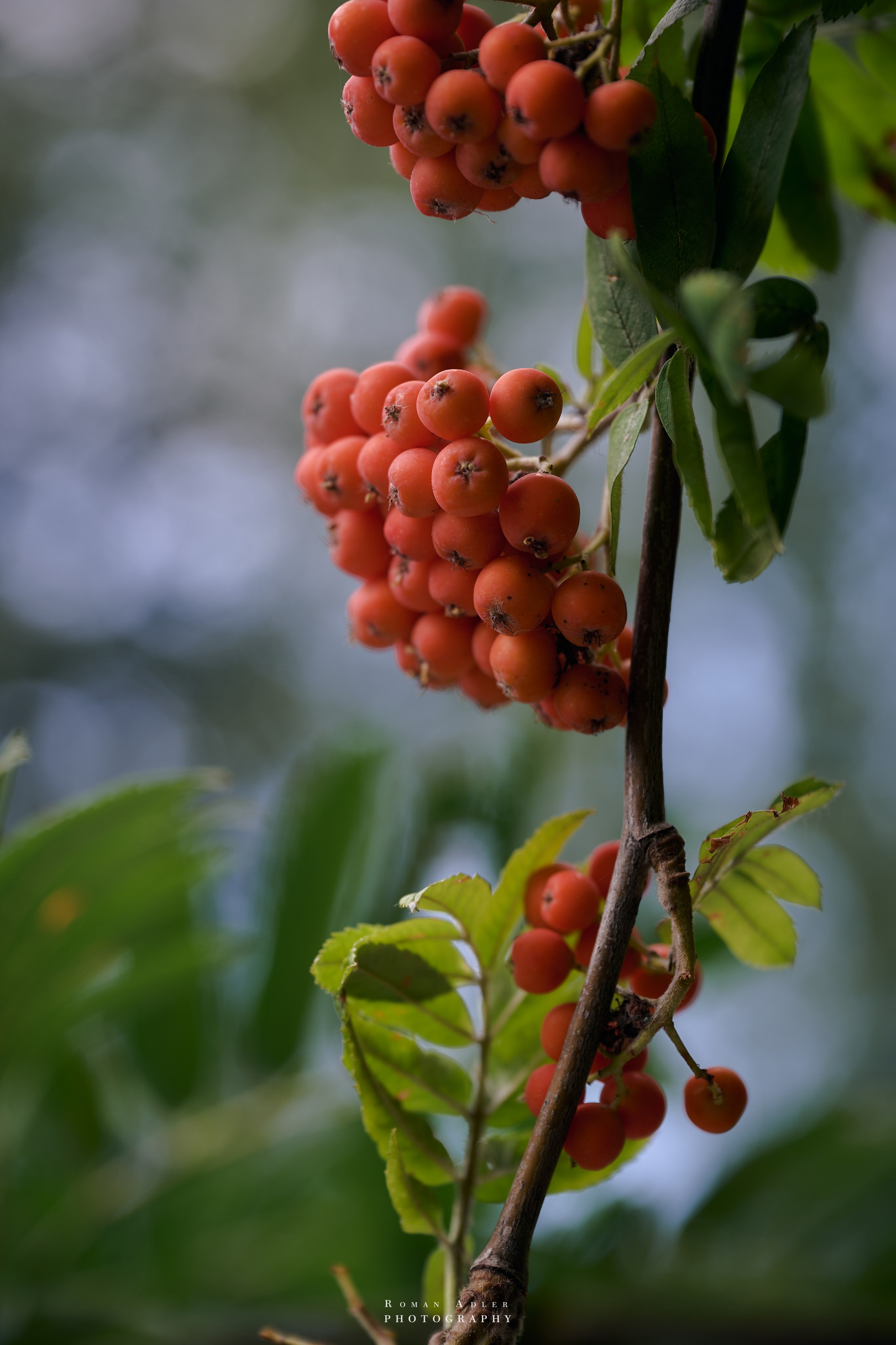 Воронеж. Август 2024. Фотограф Роман Адлер
