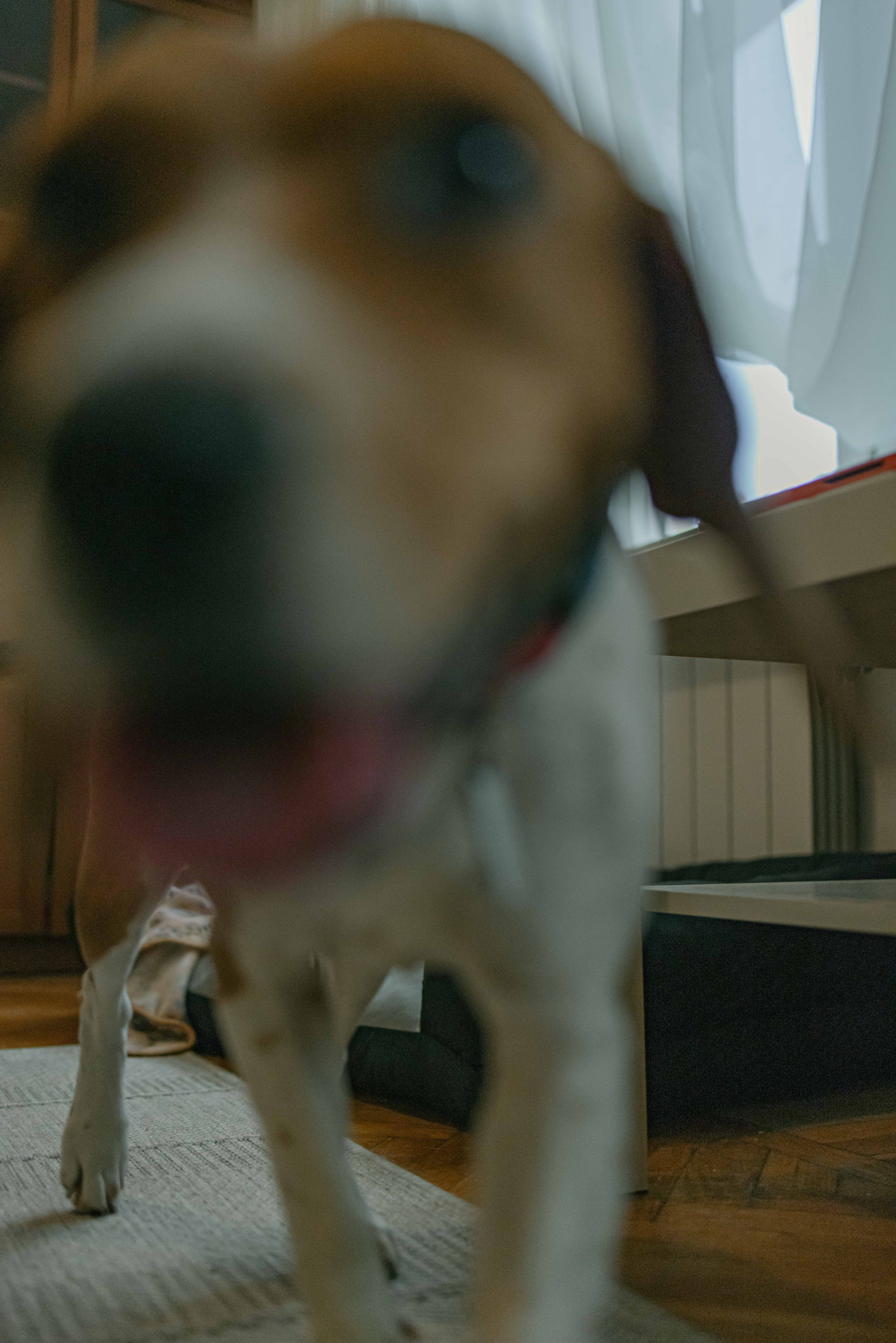 Света и Ива. Фотограф-анималист в Москве Лера Черноног