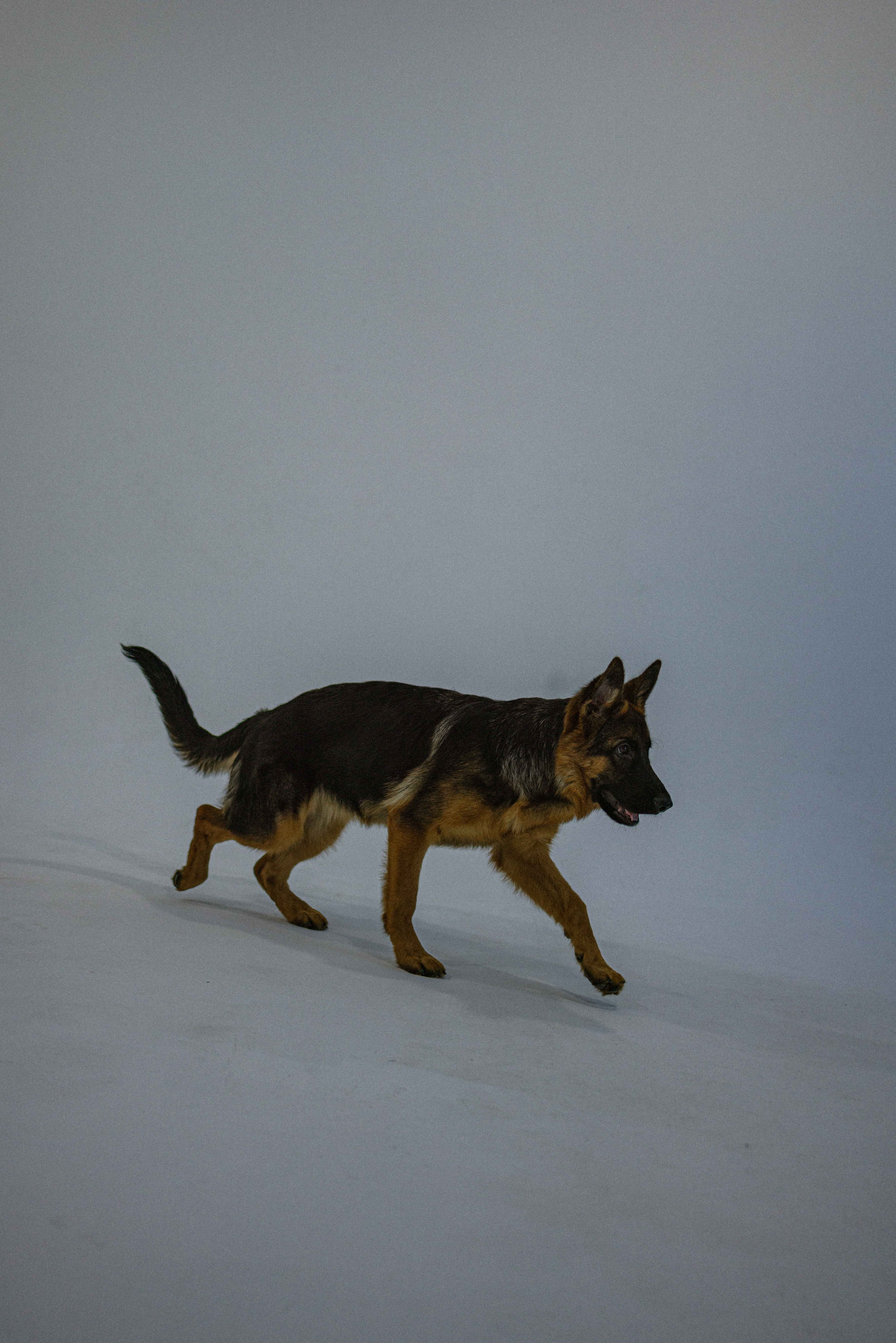 Ася и Буся. Фотограф-анималист в Москве Лера Черноног