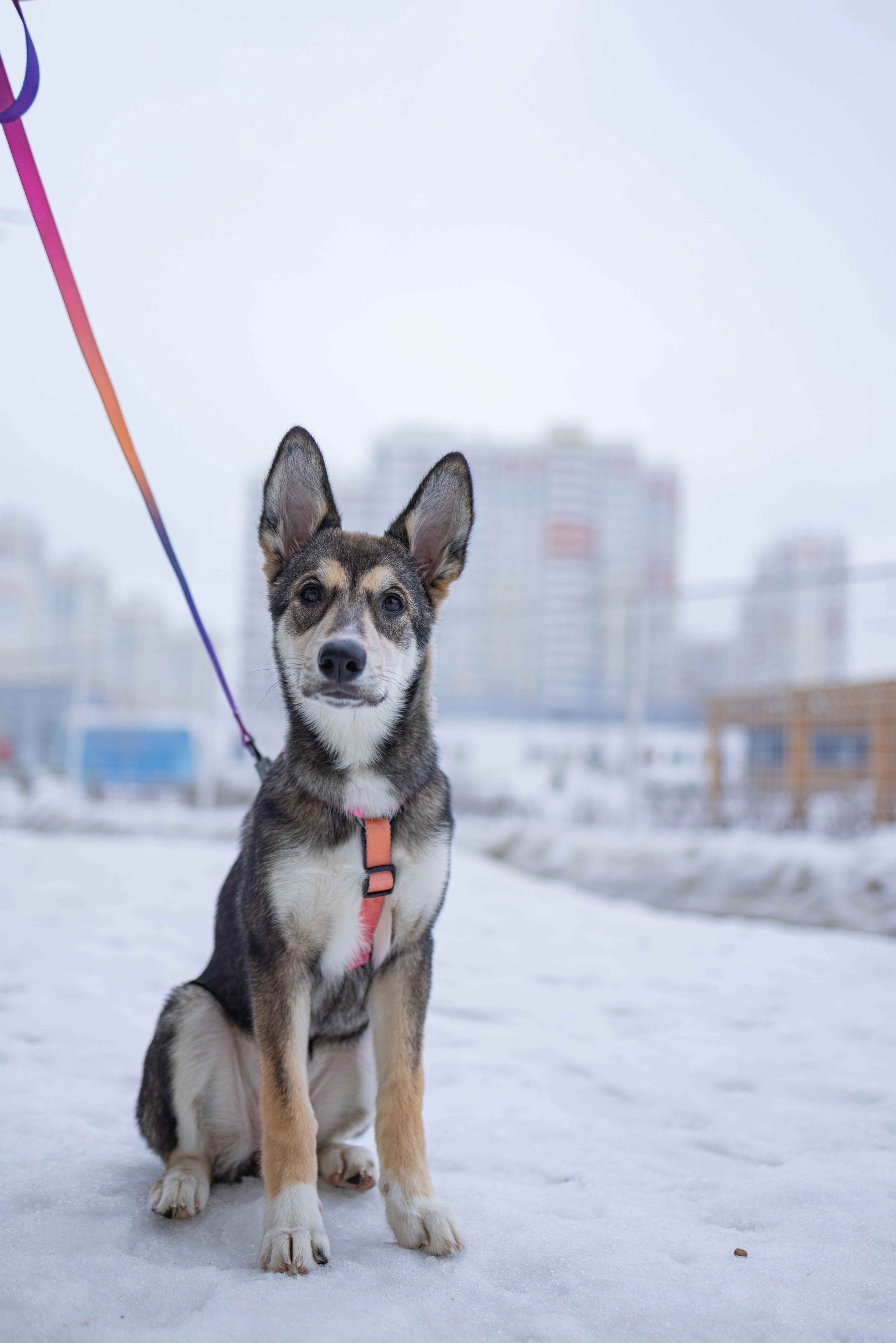 Шами. Фотограф-анималист в Москве Лера Черноног