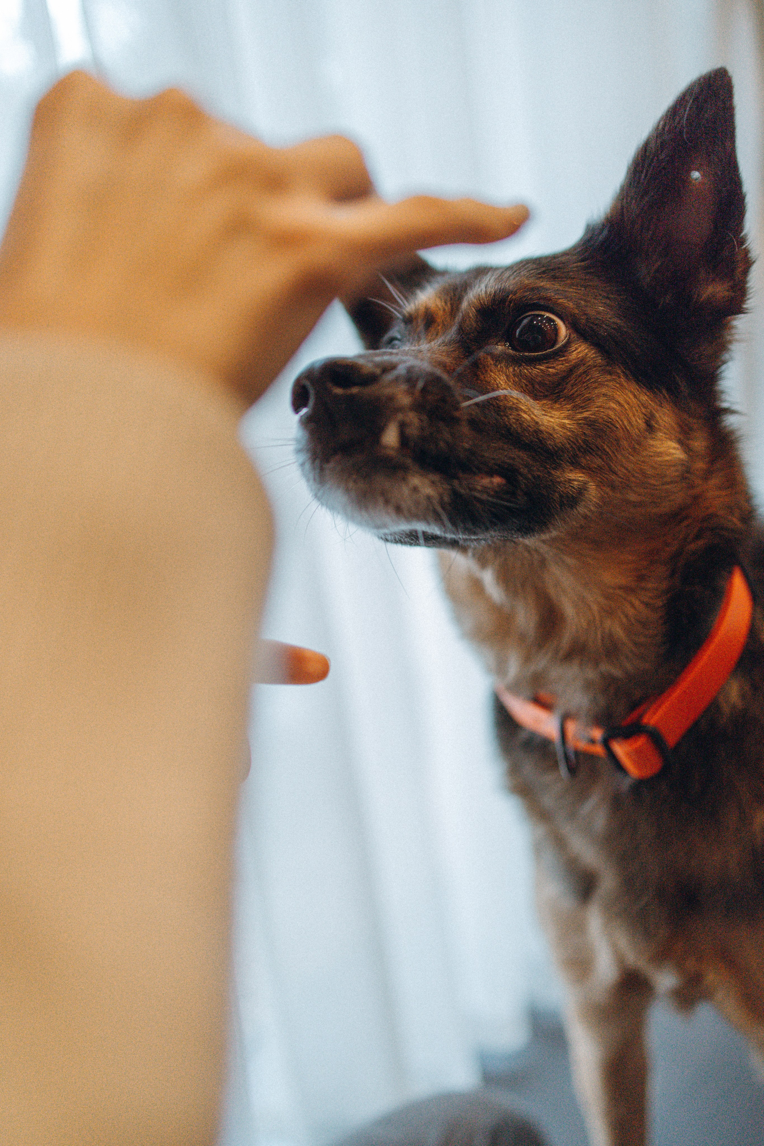 Ника, Матиша и Герда. Фотограф-анималист в Москве Лера Черноног