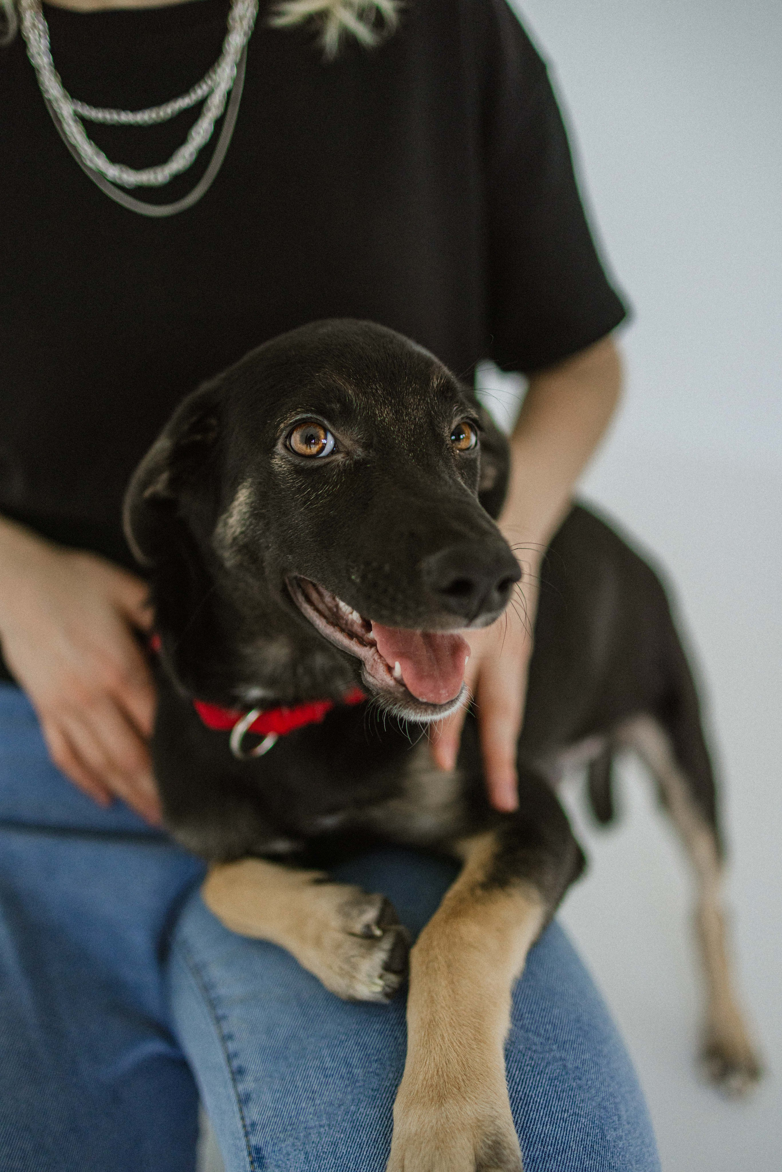 Крис и Тэдди. Фотограф-анималист в Москве Лера Черноног