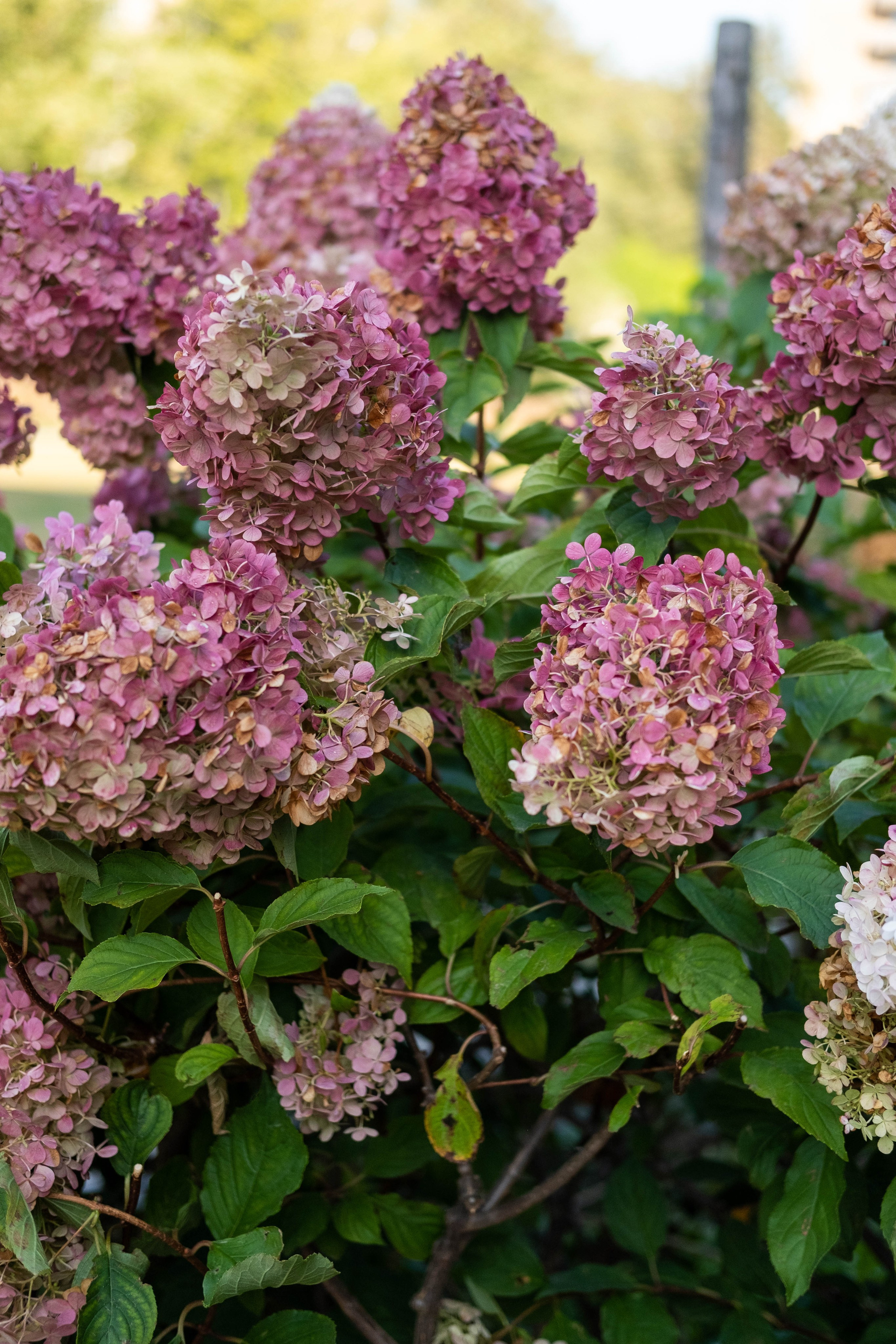 Москва 2024. Свадебный и семейный фотограф в Новосибирске, Санкт-Петербурге, Москве