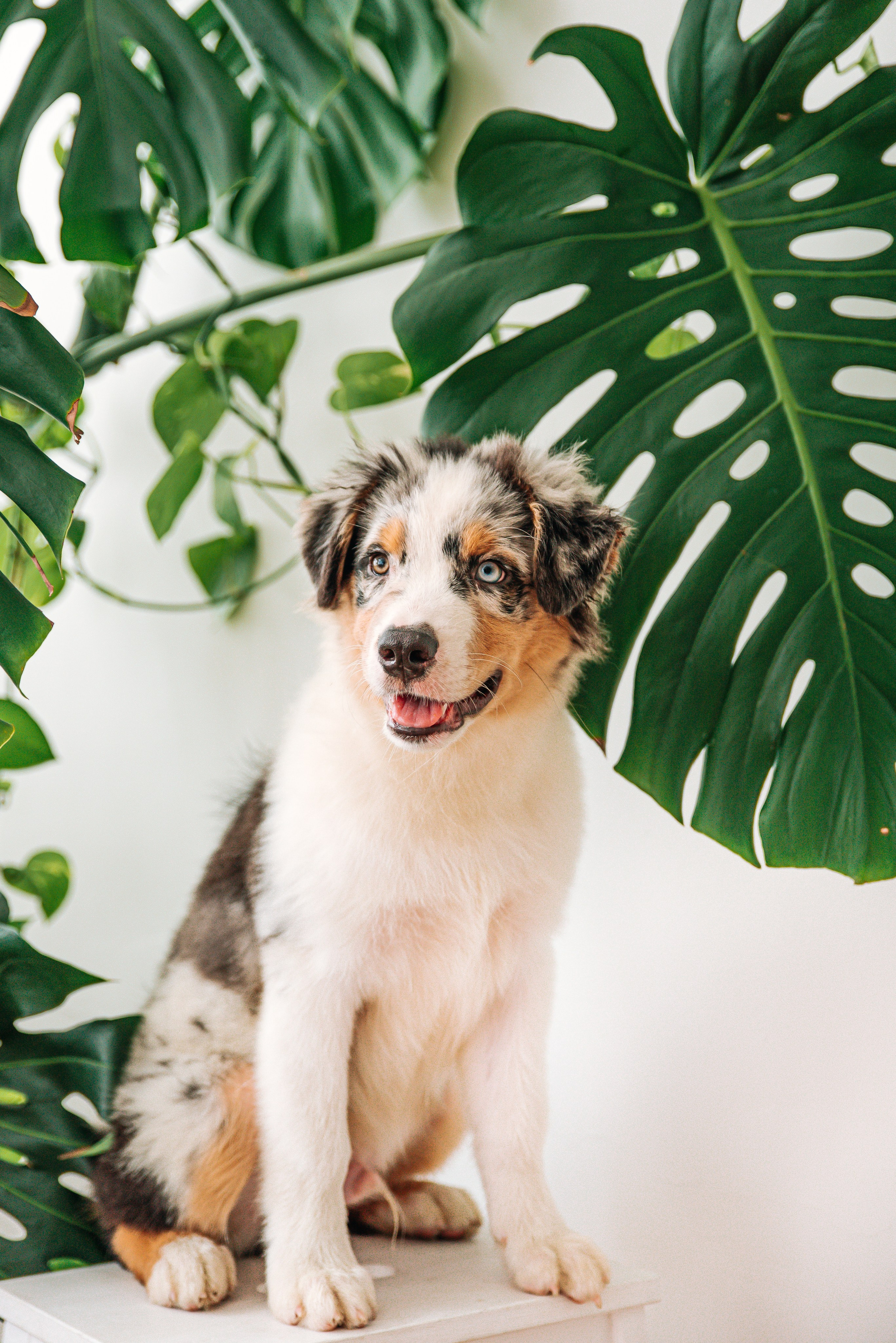 Аусси щенки студия. Главная