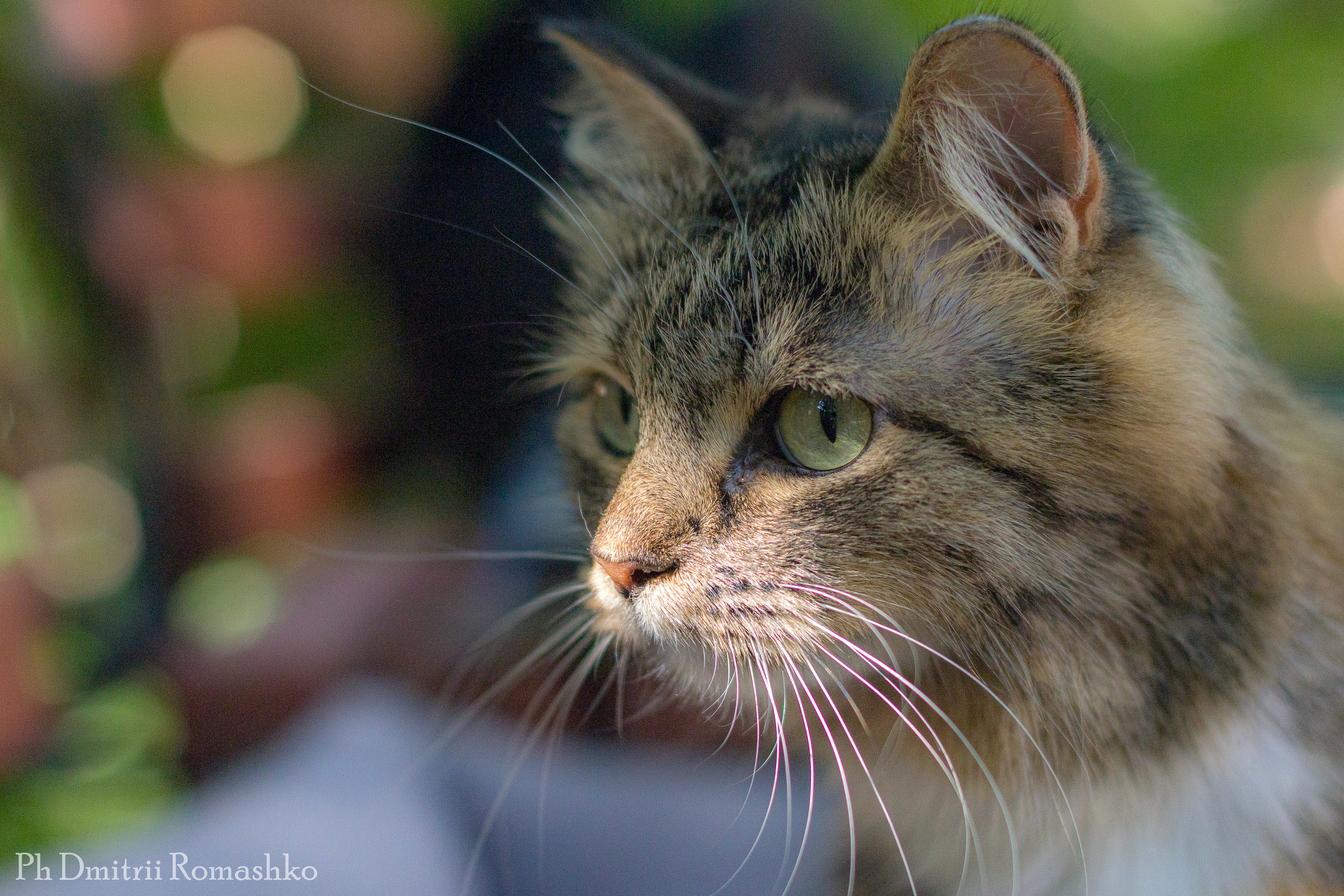 Анималистка. Фотограф Дмитрий Ромашко