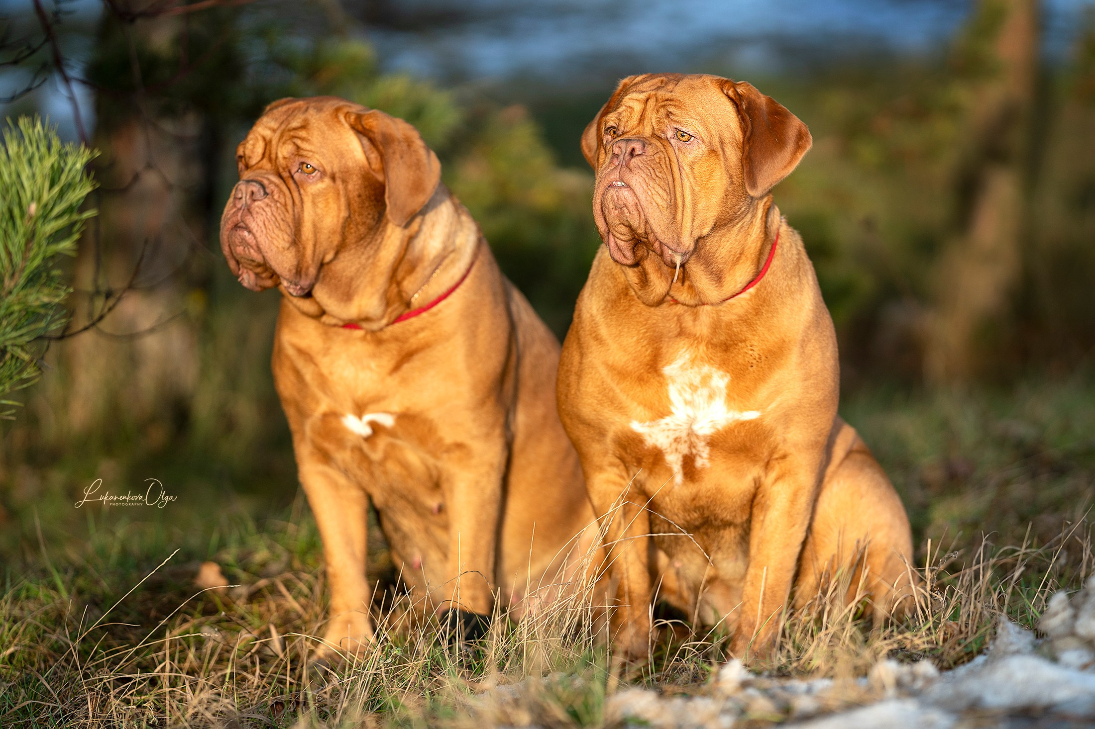 Боррдосы. Фотограф анималист Ольга Луканенкова в Москве