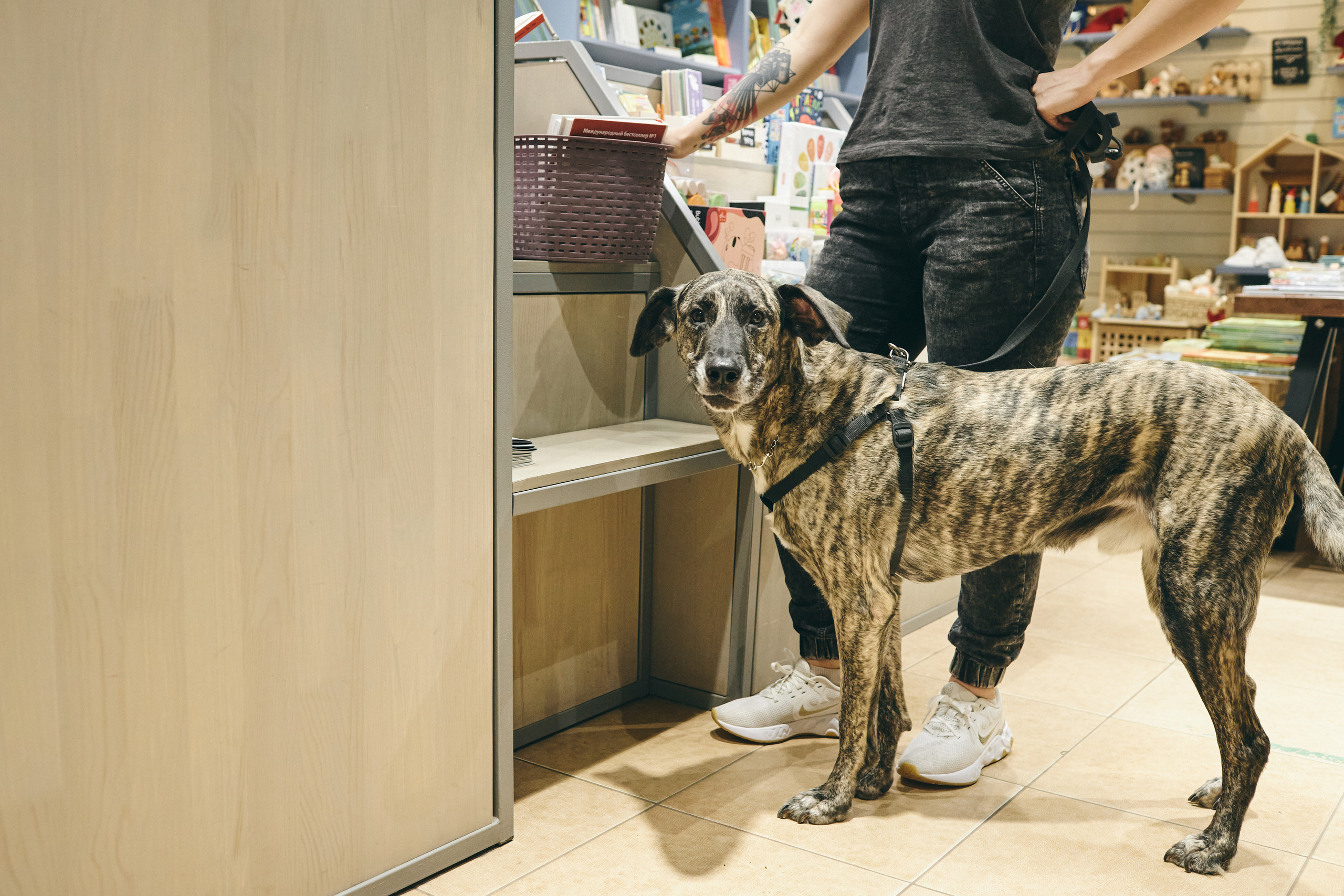 Чоппер выбирает книги