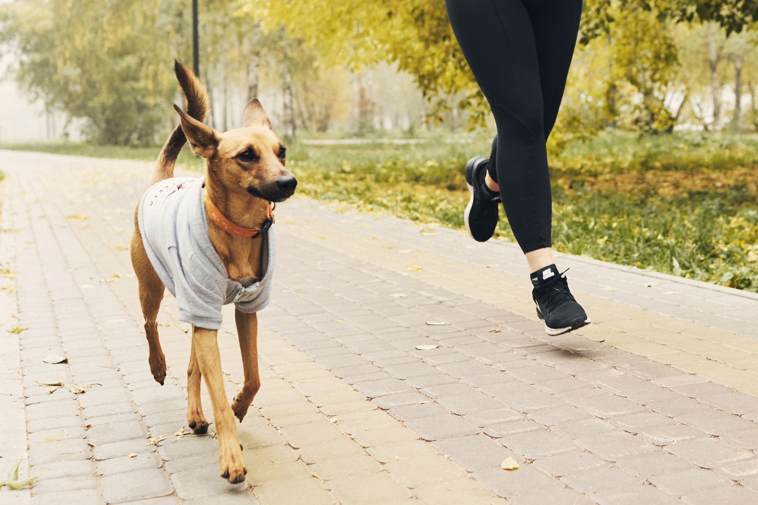 Хубба идет на пробежку