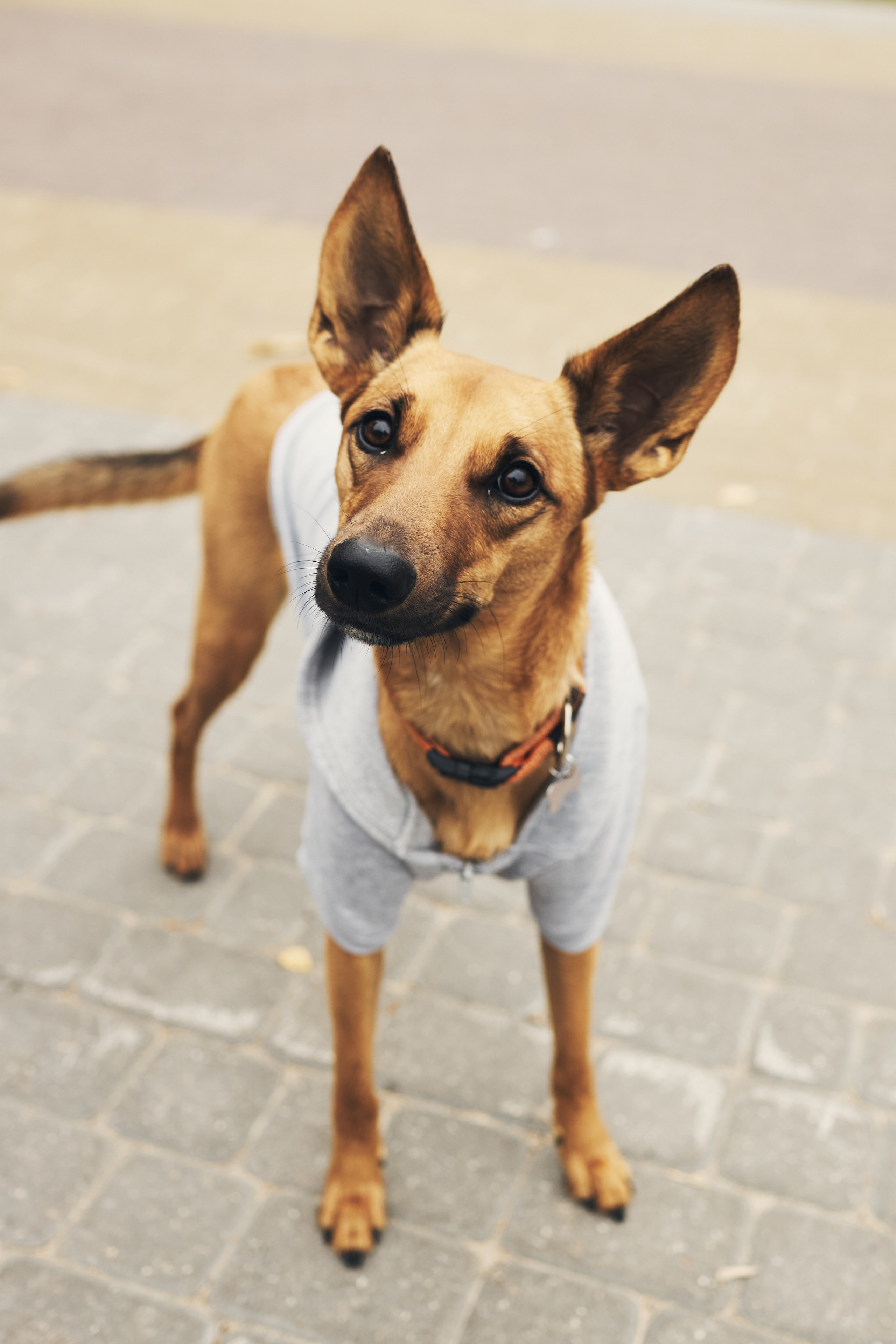 Хубба идет на пробежку